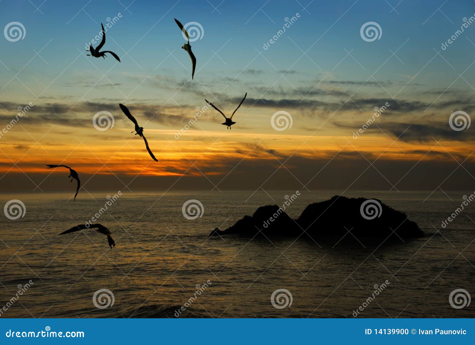 加利福尼亚在暮色和平的海鸥的海岸飞行.图片