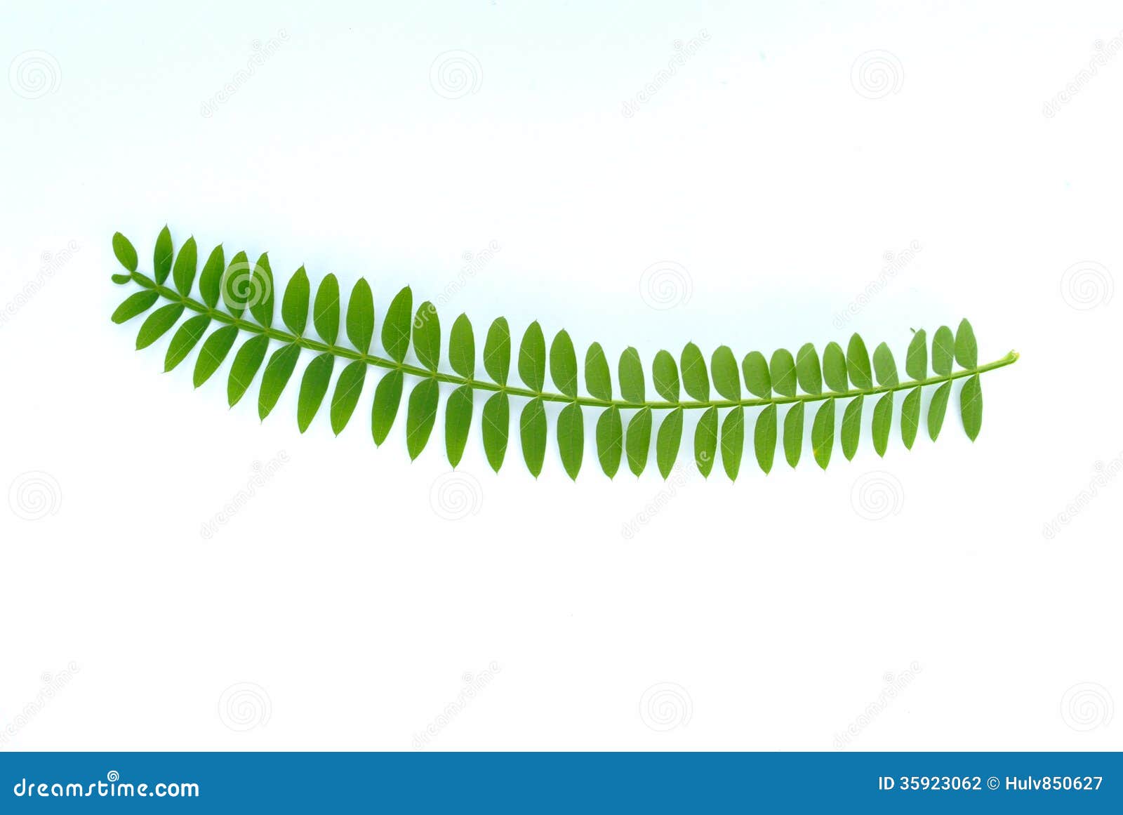 从含羞草(金合欢)树的叶子.图片
