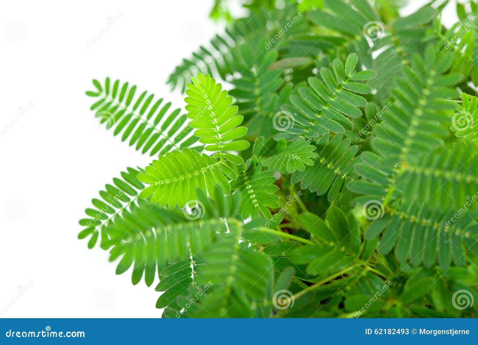 含羞草pudica绿色嫩叶子在白色背景的.图片