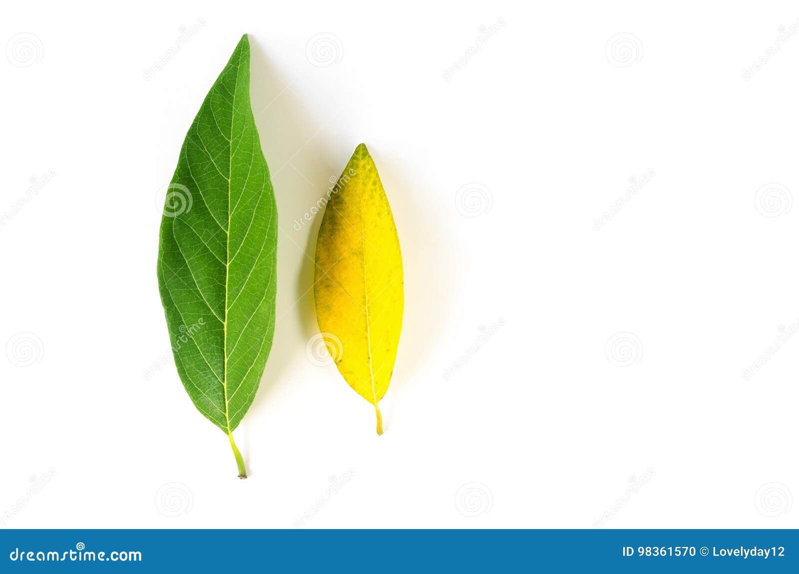 在白色的绿色和黄色叶子南美番荔枝图片
