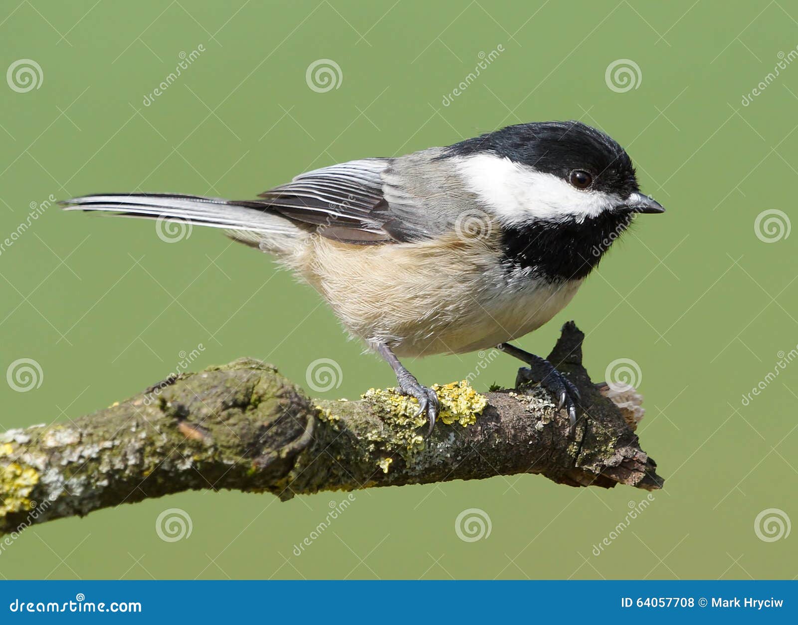泥鳅野生鸟台湾山雀死亡图片