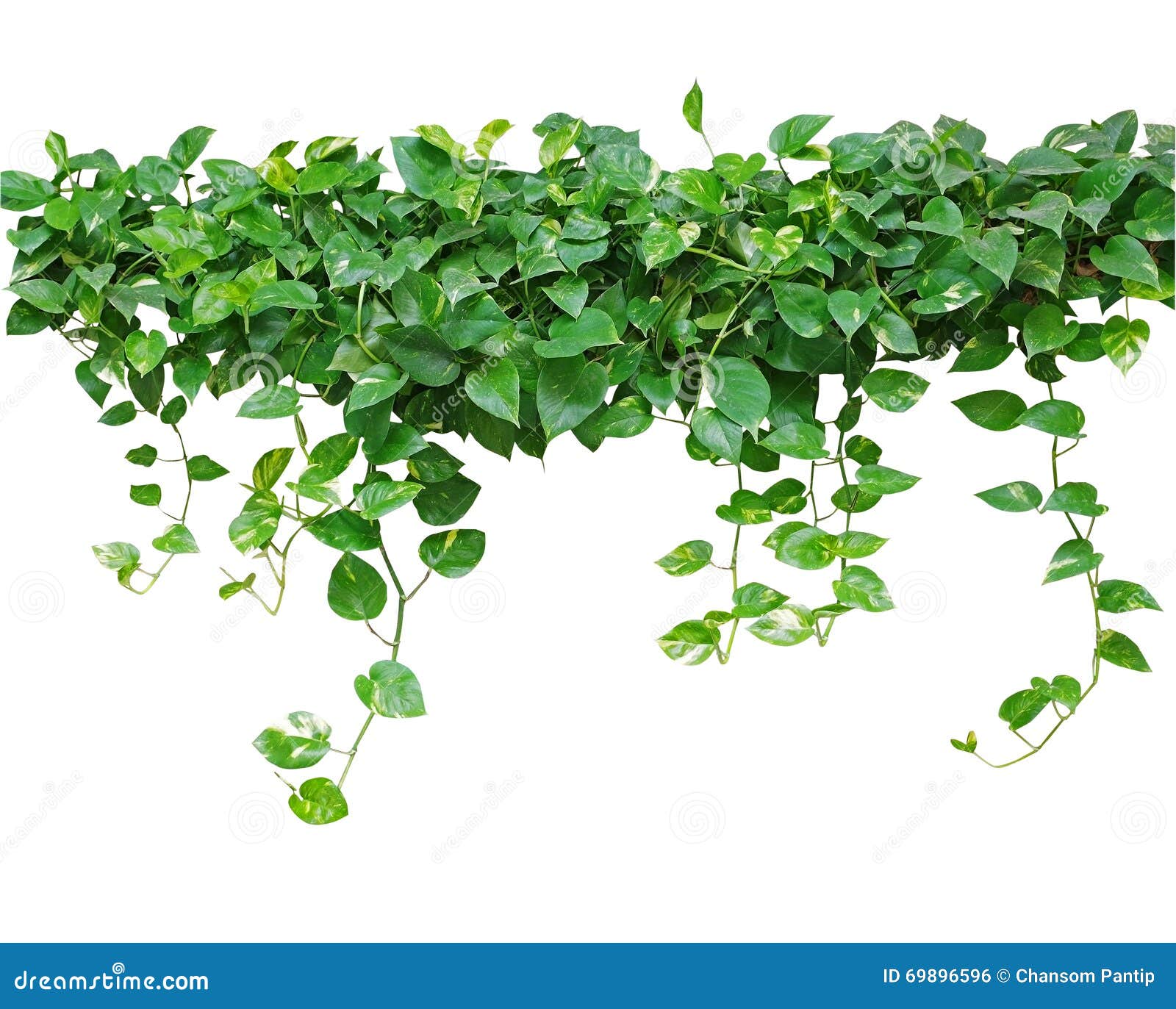 心形的叶子藤,恶魔的常春藤,金黄pothos,隔绝在白色背景,包括的裁减图片