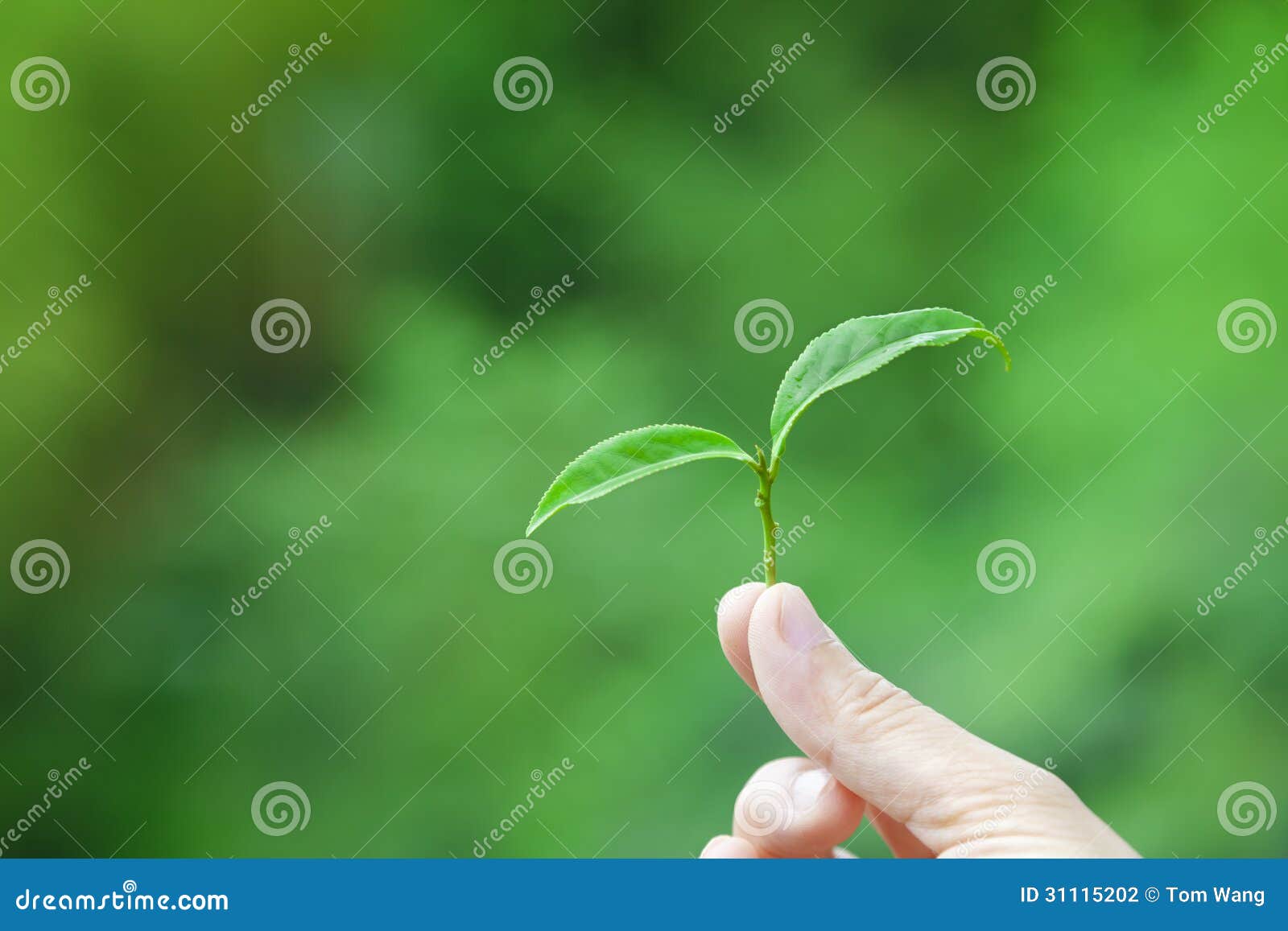 背景 壁纸 绿色 绿叶 树叶 植物 桌面 1300_957图片