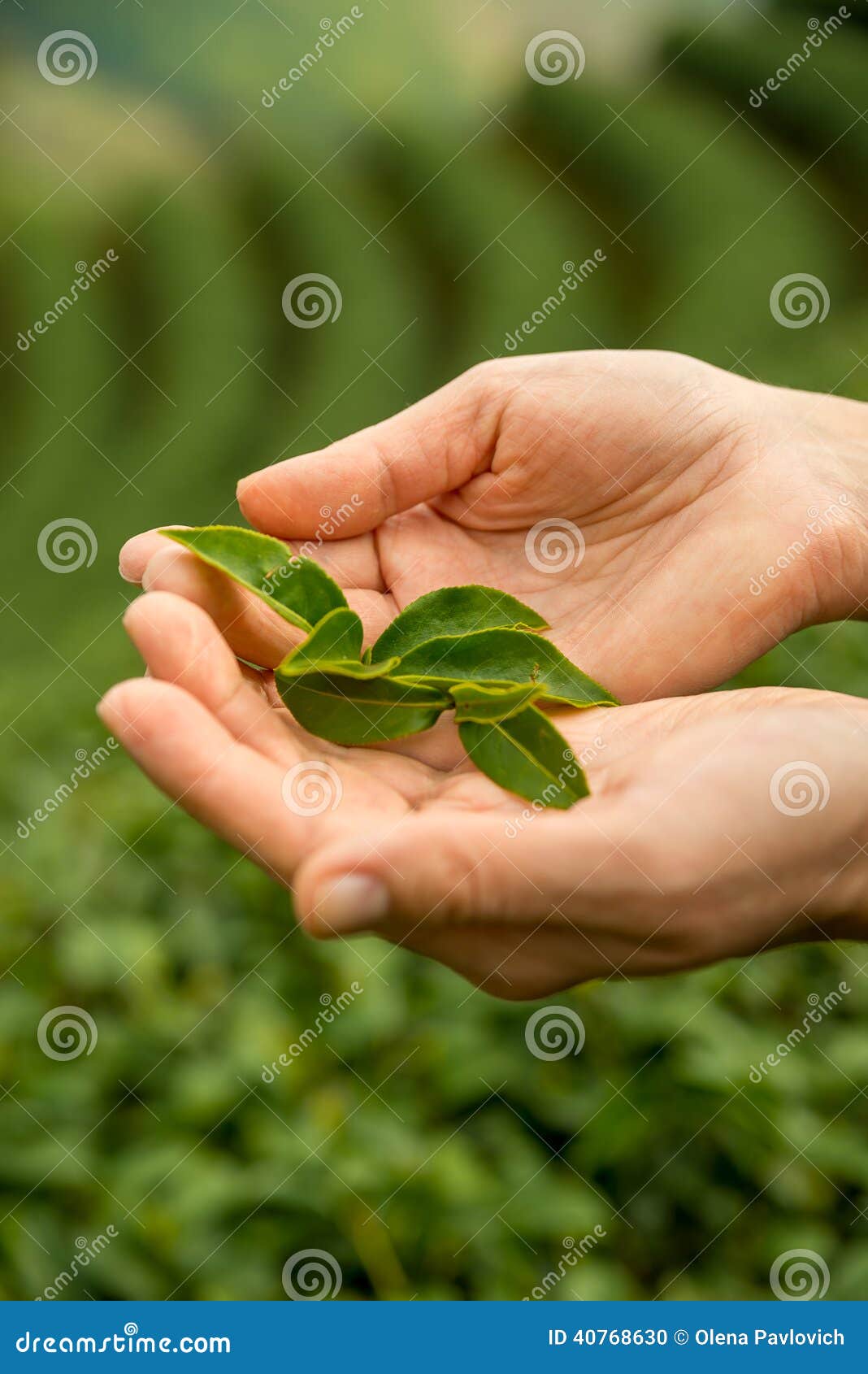 拿着茶新鲜的叶子的手 茶园图片