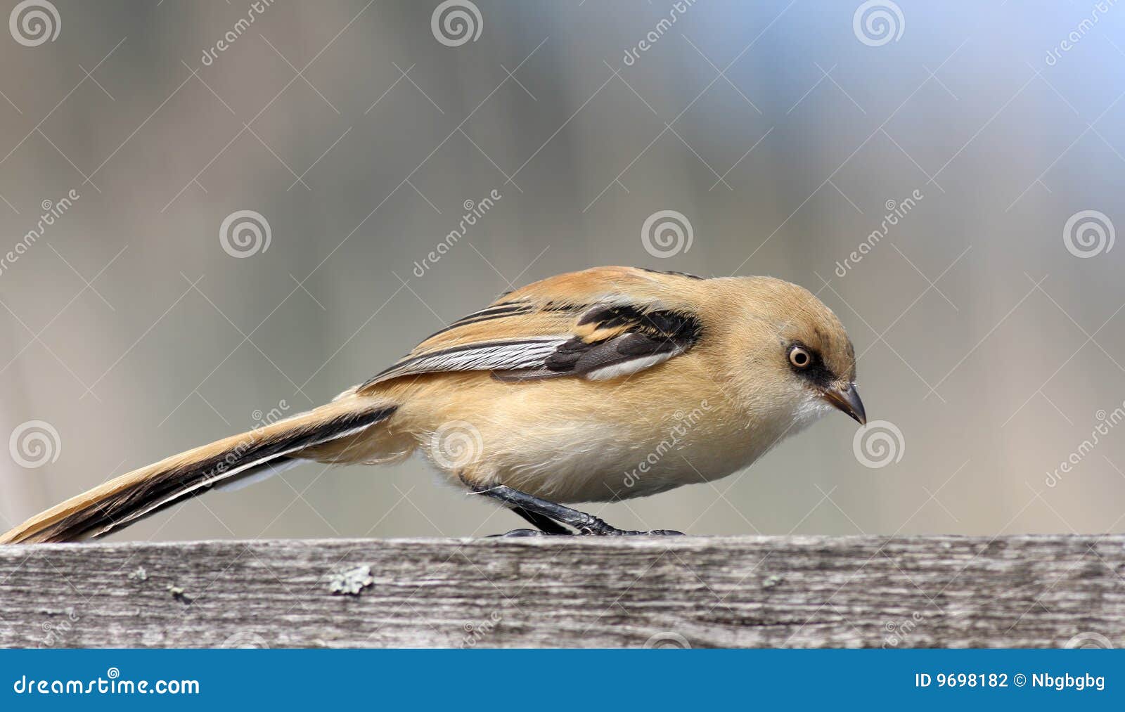 有胡子的山雀(panurusbiarmicus)会泽清真虹鳟鱼图片