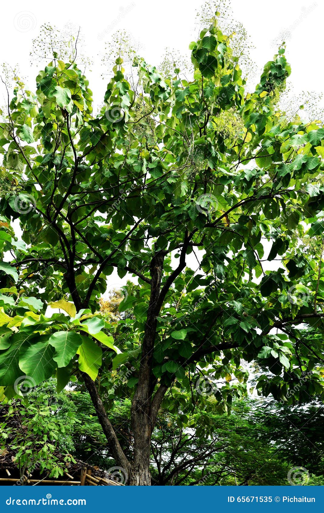 与灰色褐色分支的大,落叶树,花,果子和卵体形-椭圆叶子.图片