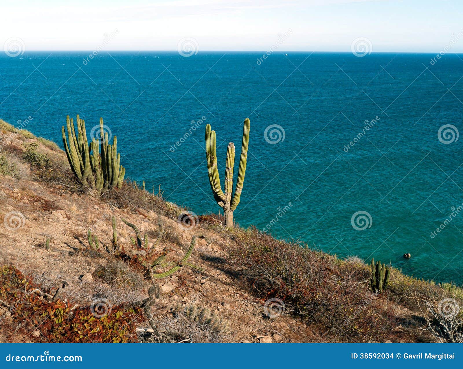 柱仙人掌仙人掌和蓝色海下加利福尼亚州图片