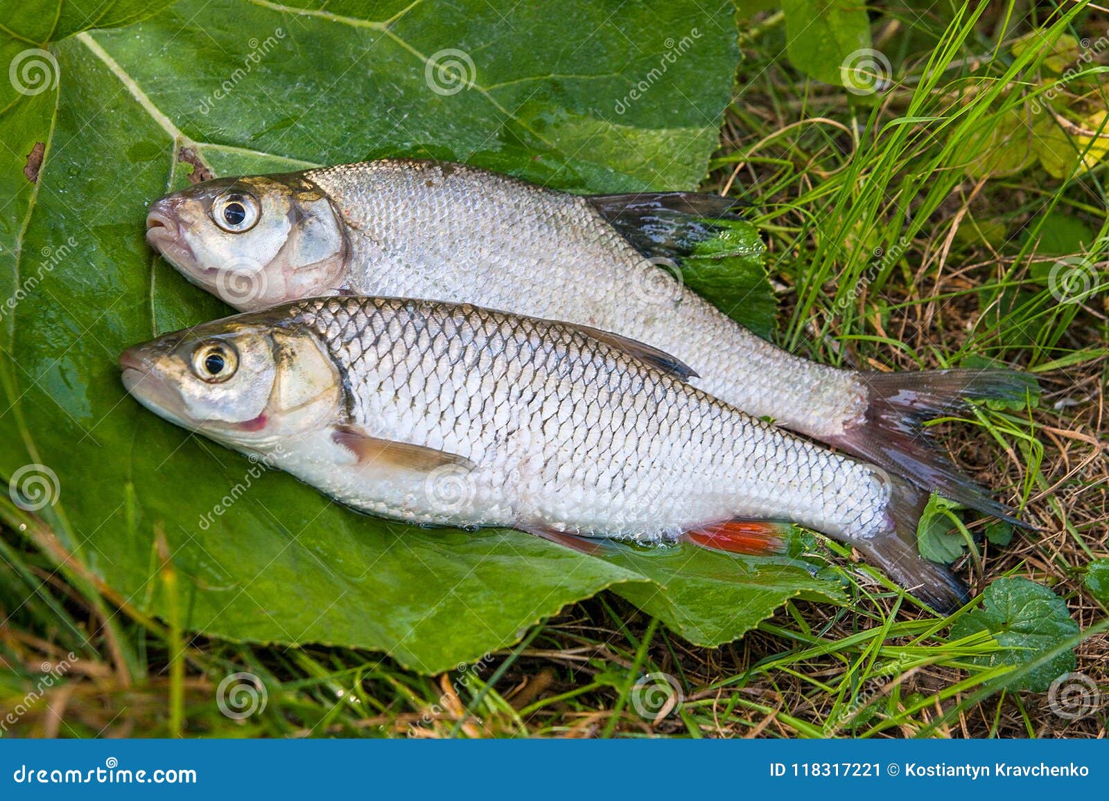 淡水共同的鲂和欧洲淡水鳔形鱼在自然backgr钓鱼图片
