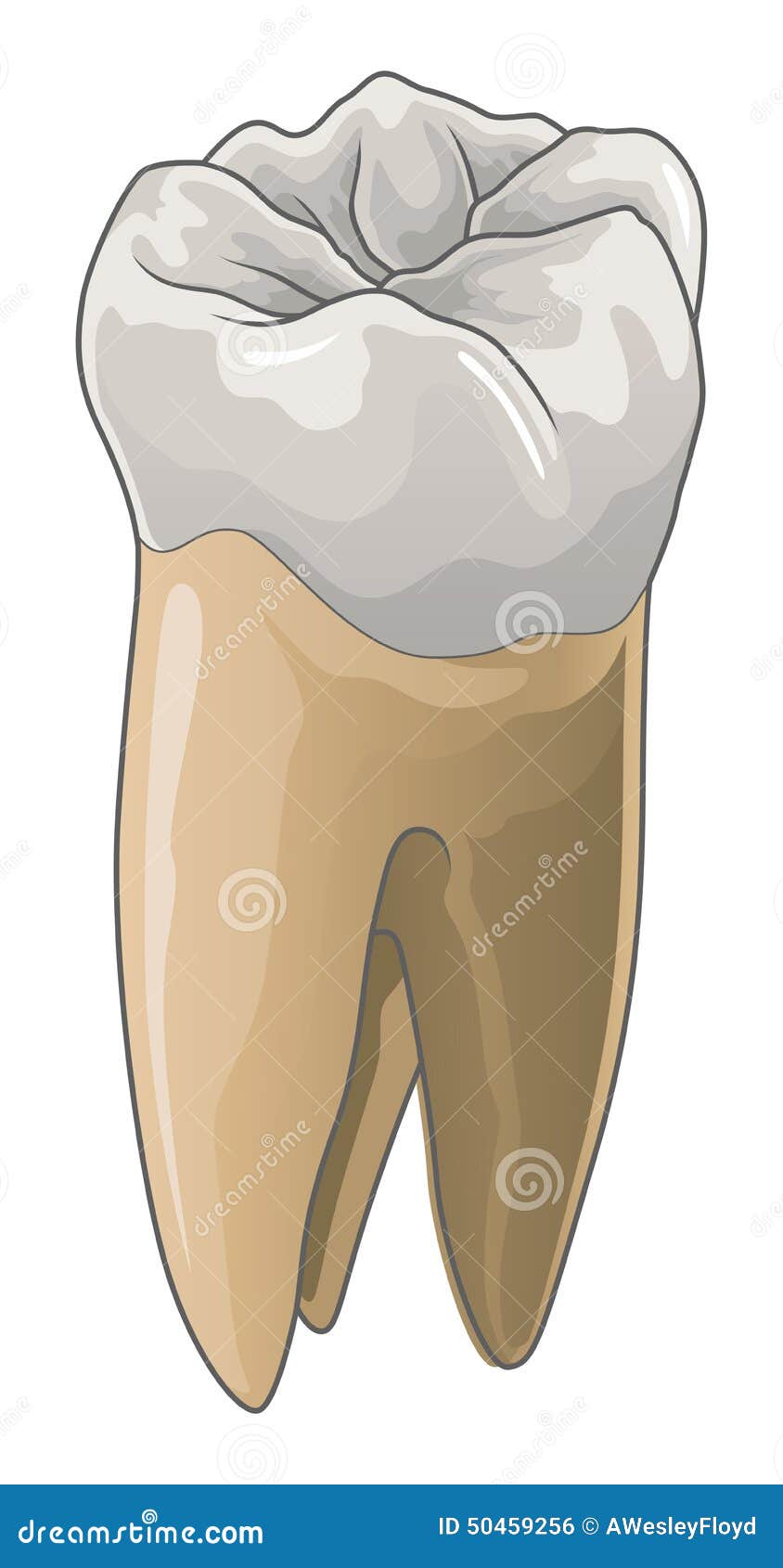 槽牙后面的牙肉肿图片