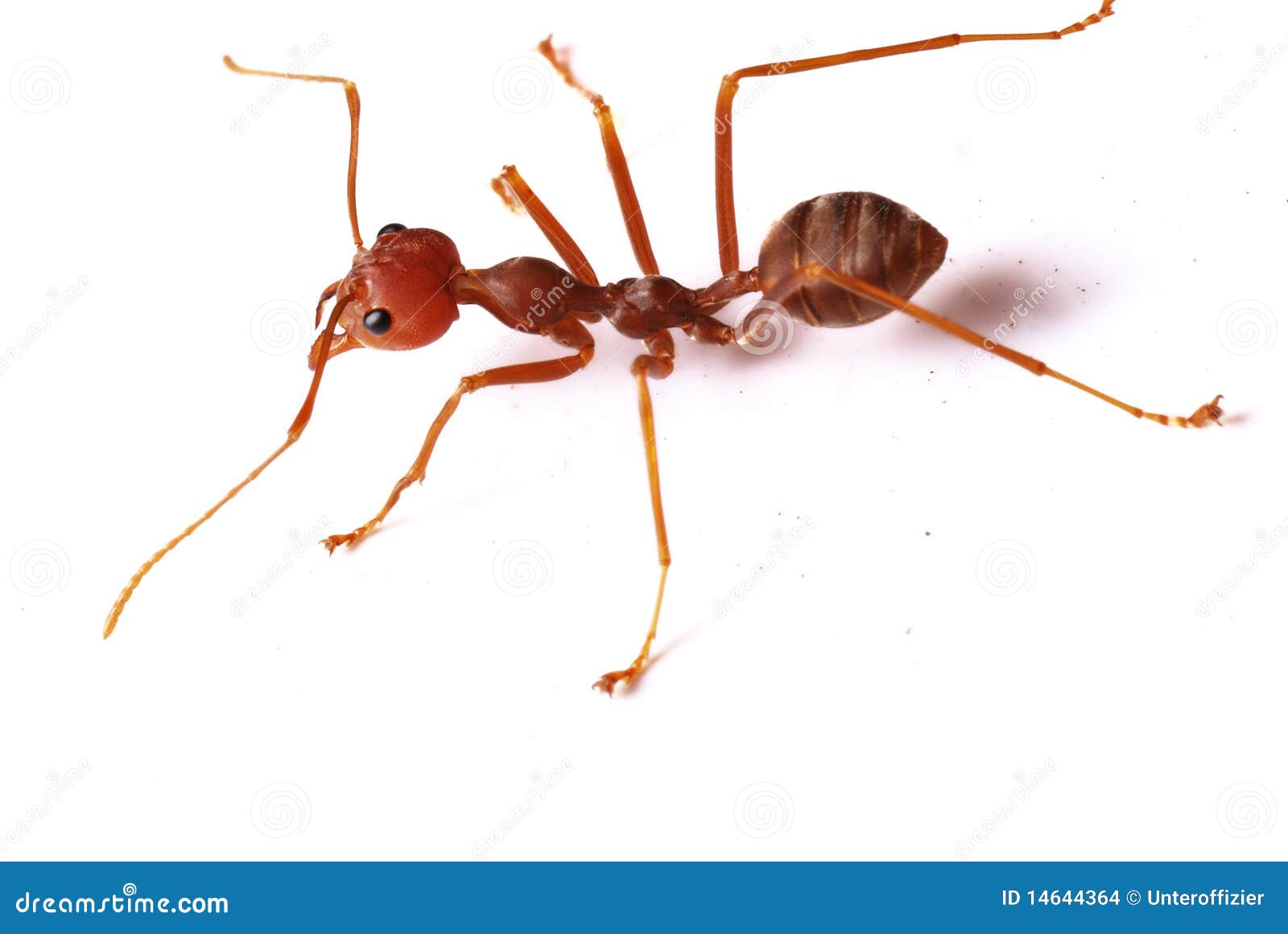 蚂蚁的蚂组词 图片合集