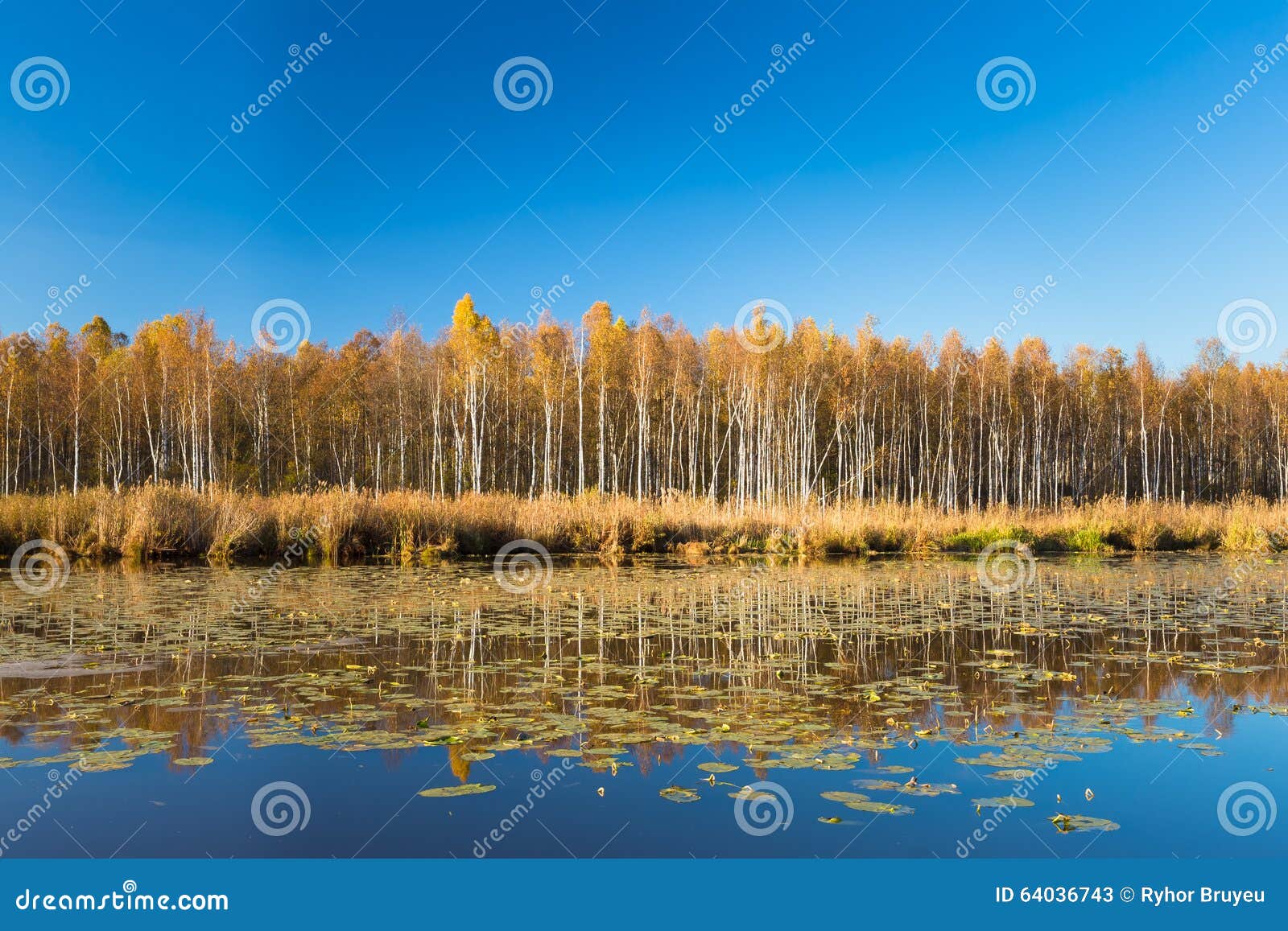 美丽的桦树森林和池塘在秋天晒干