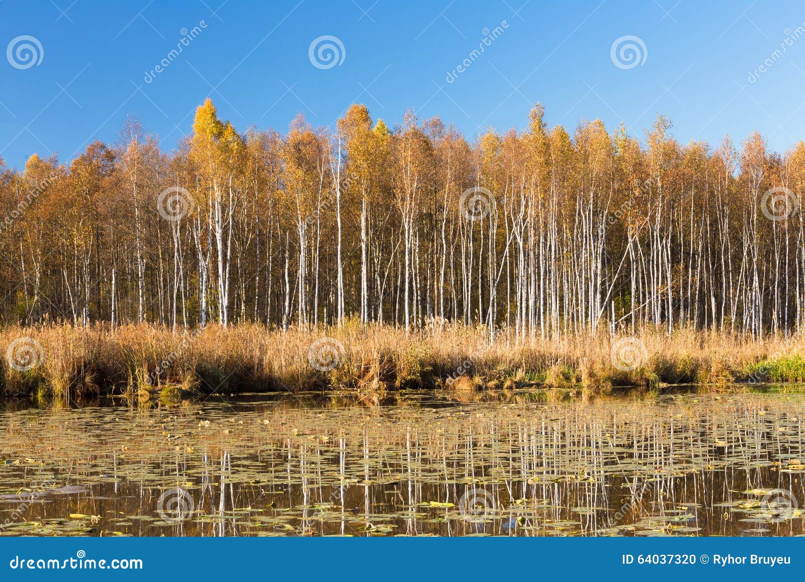 美丽的桦树森林和池塘在秋天晒干.