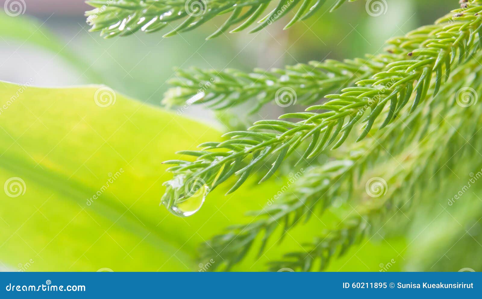 美国加州红杉叶子关闭有blured葡萄酒背景图片