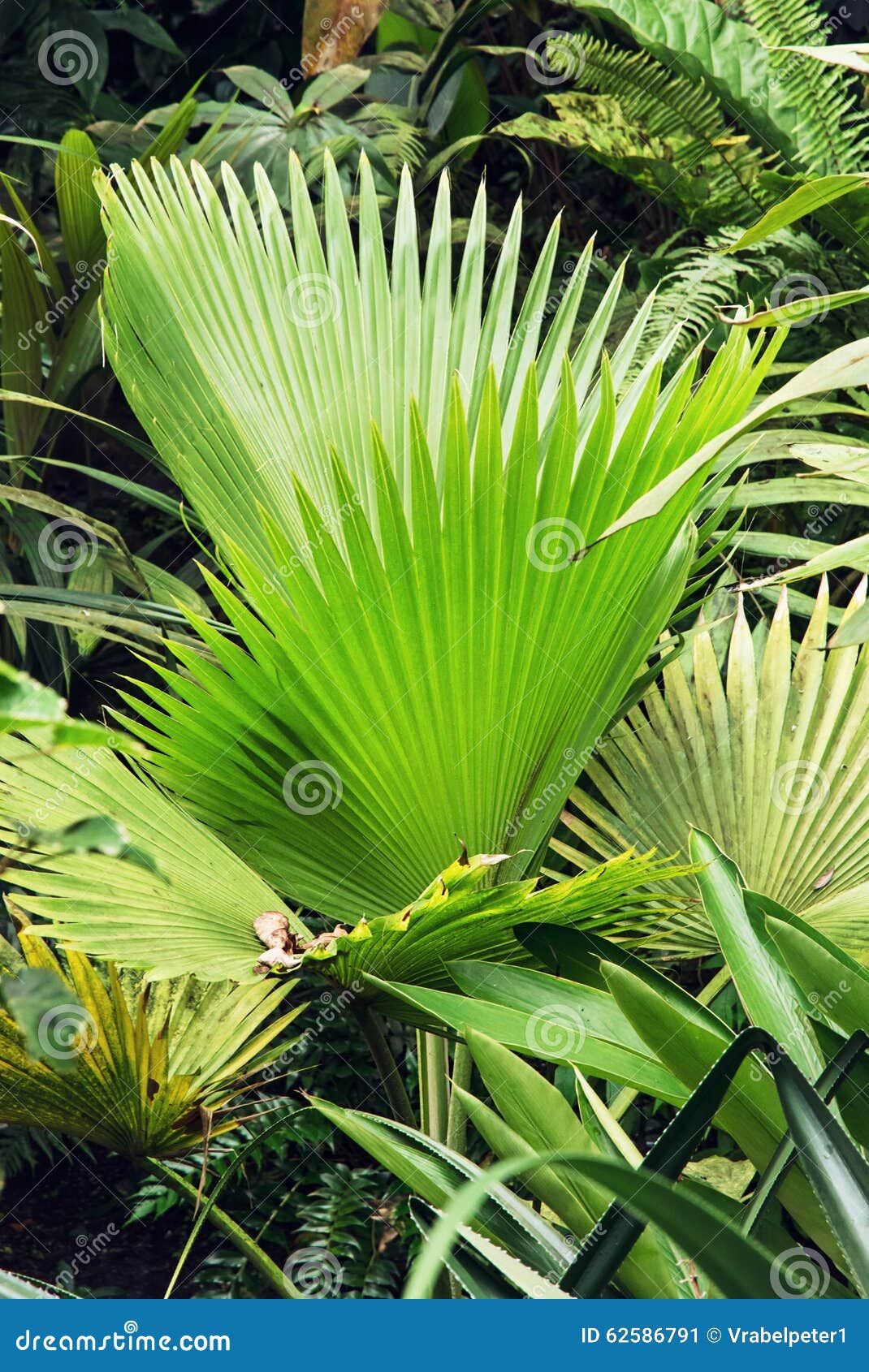 绿色热带棕榈叶,植物的题材图片