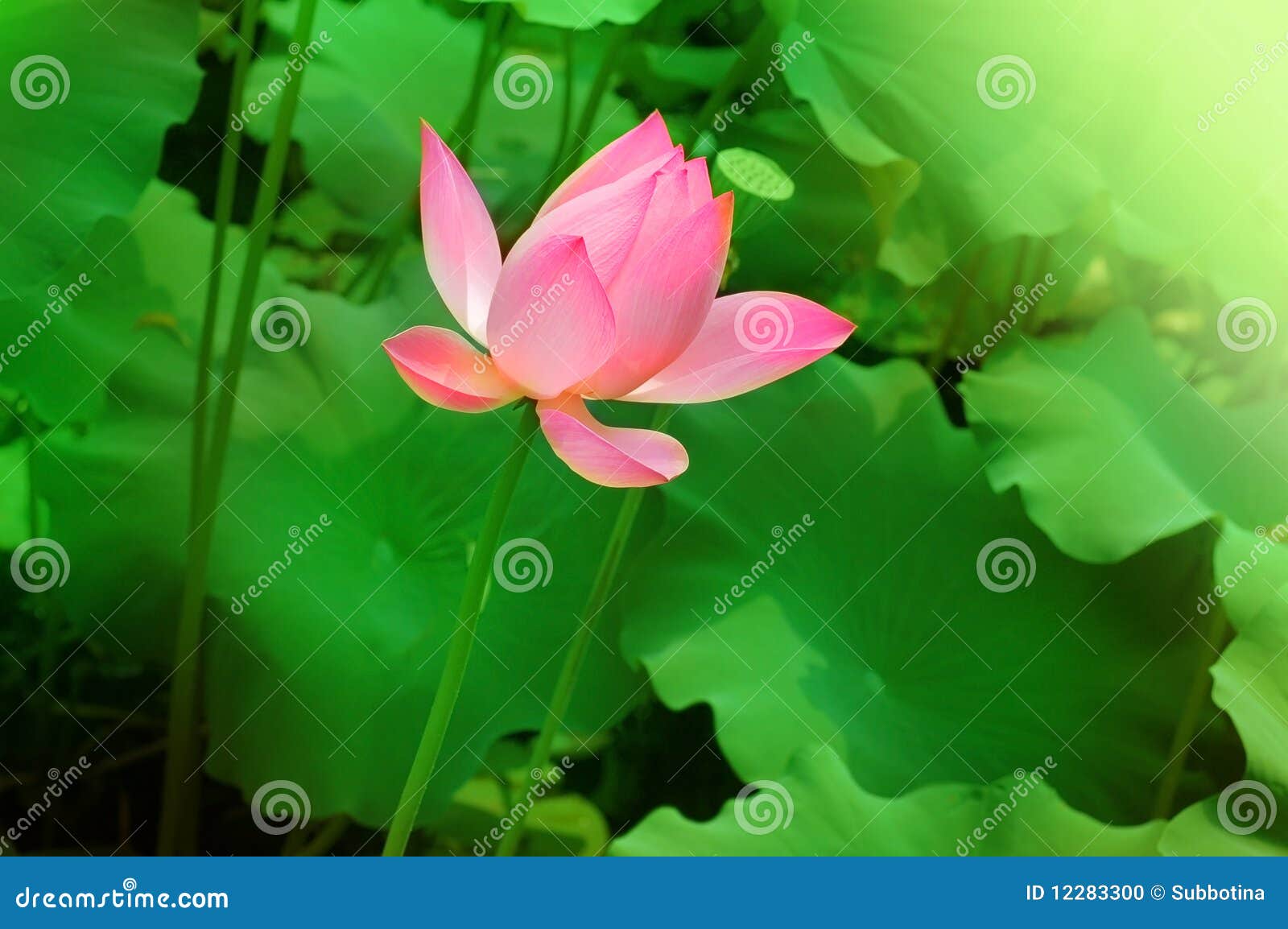 美好的中国花莲花粉红色.图片