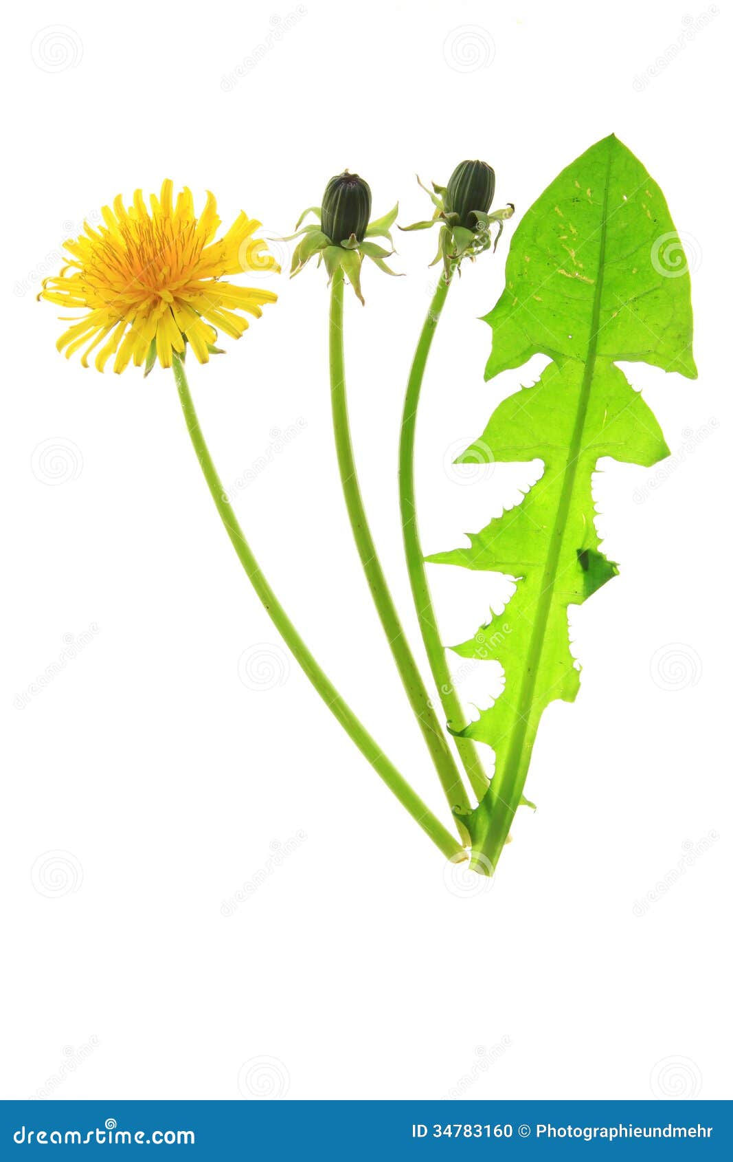 芽和一朵唯一花蒲公英(蒲公英officinale),被隔绝在白色背景前面.图片