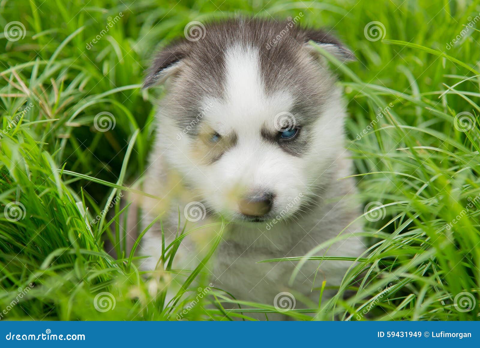 蓝眼睛西伯利亚爱斯基摩人看在绿草的小狗lyingand.图片