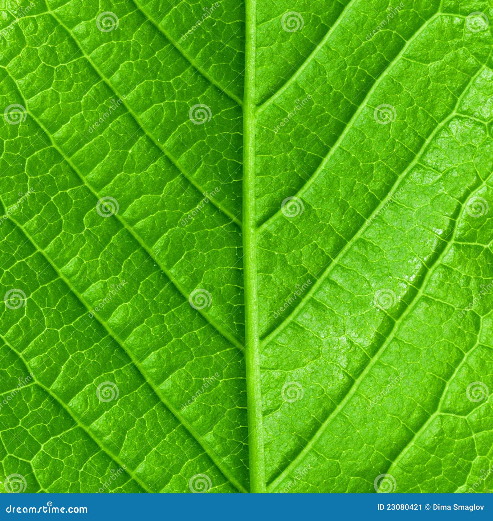 Green Leaf Teens Nude 108