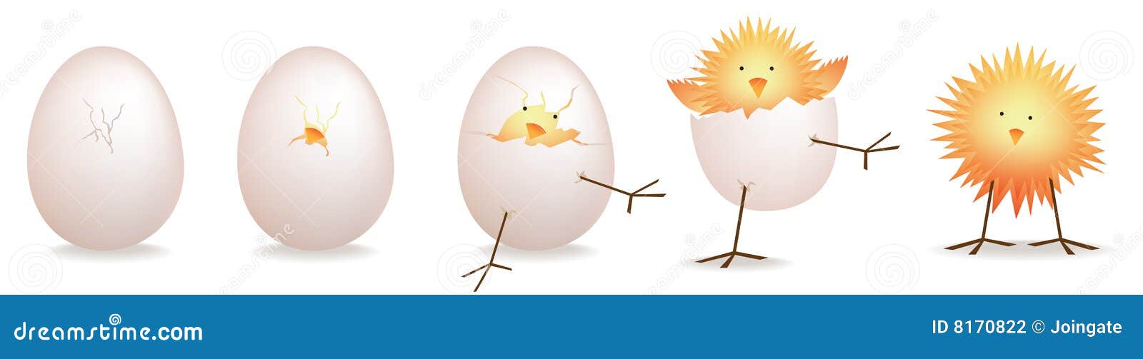 Stages Of Chicken Eggs Hatching 5 stages of chick,