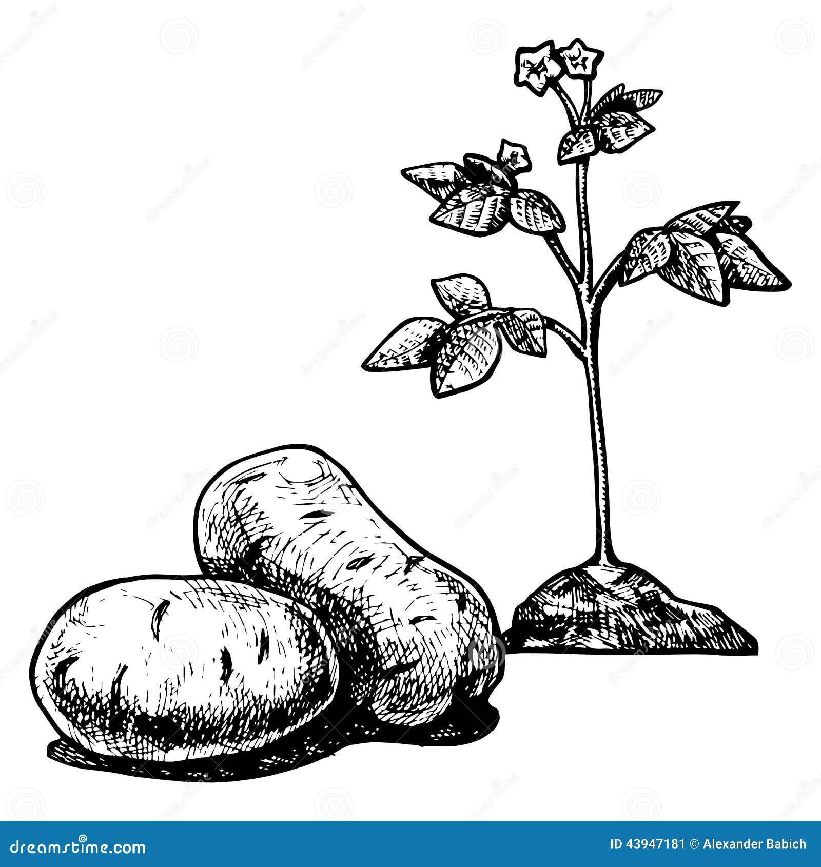aardappel-43947181.jpg