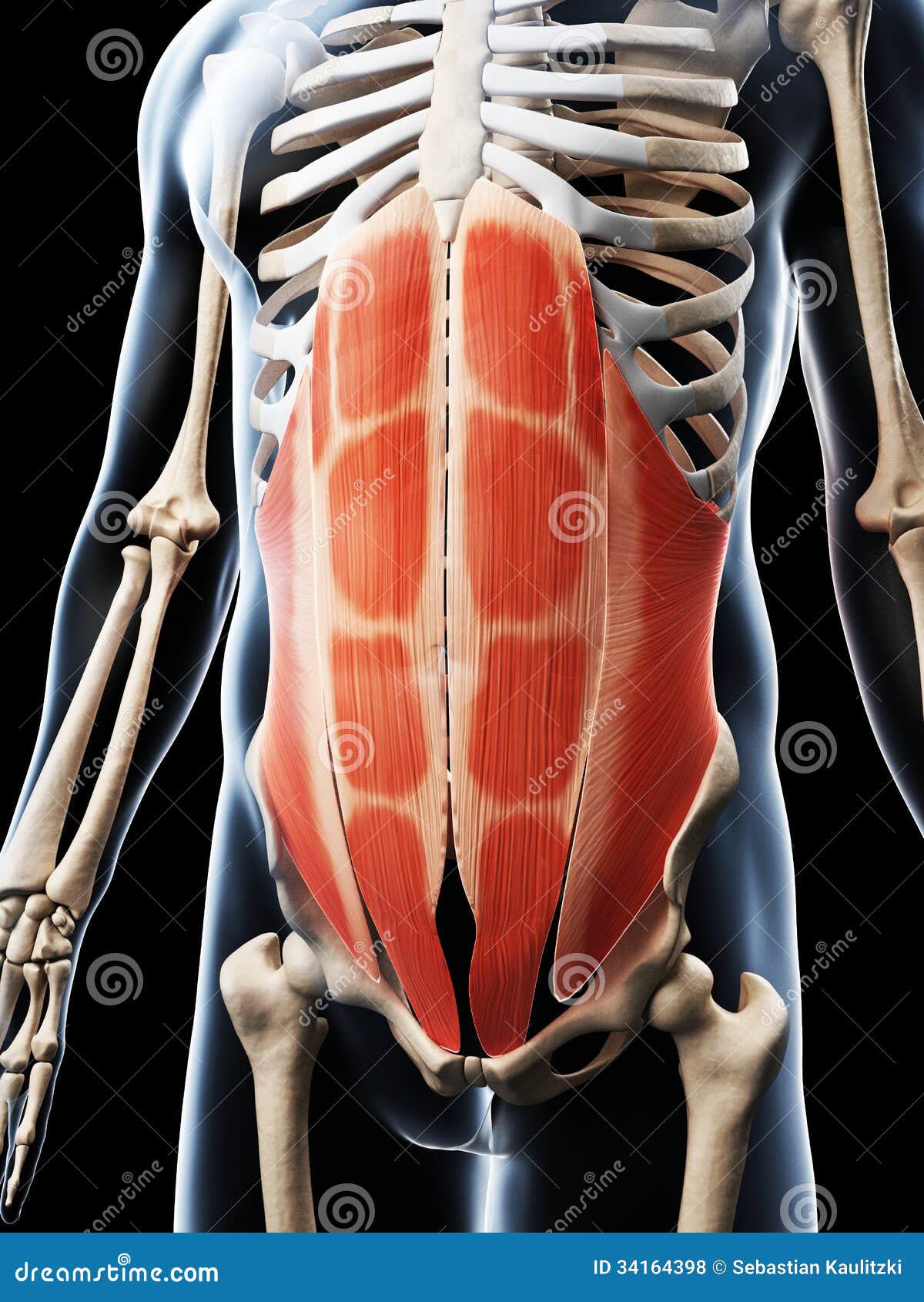 The Abdominal Muscles Royalty Free Stock Photos Image 34164398