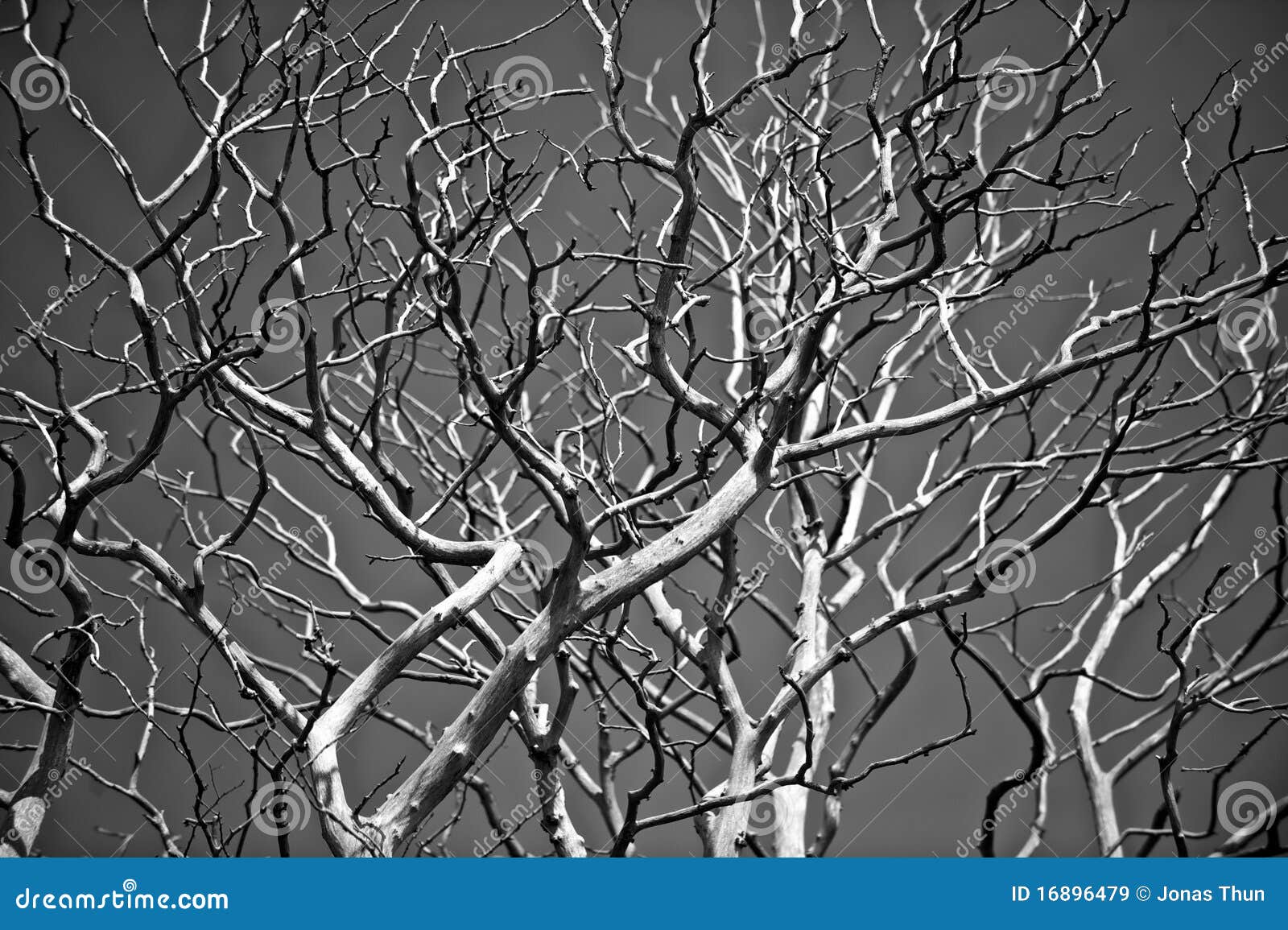 Abstract Branches Royalty Free Stock Images - Image: 16896479