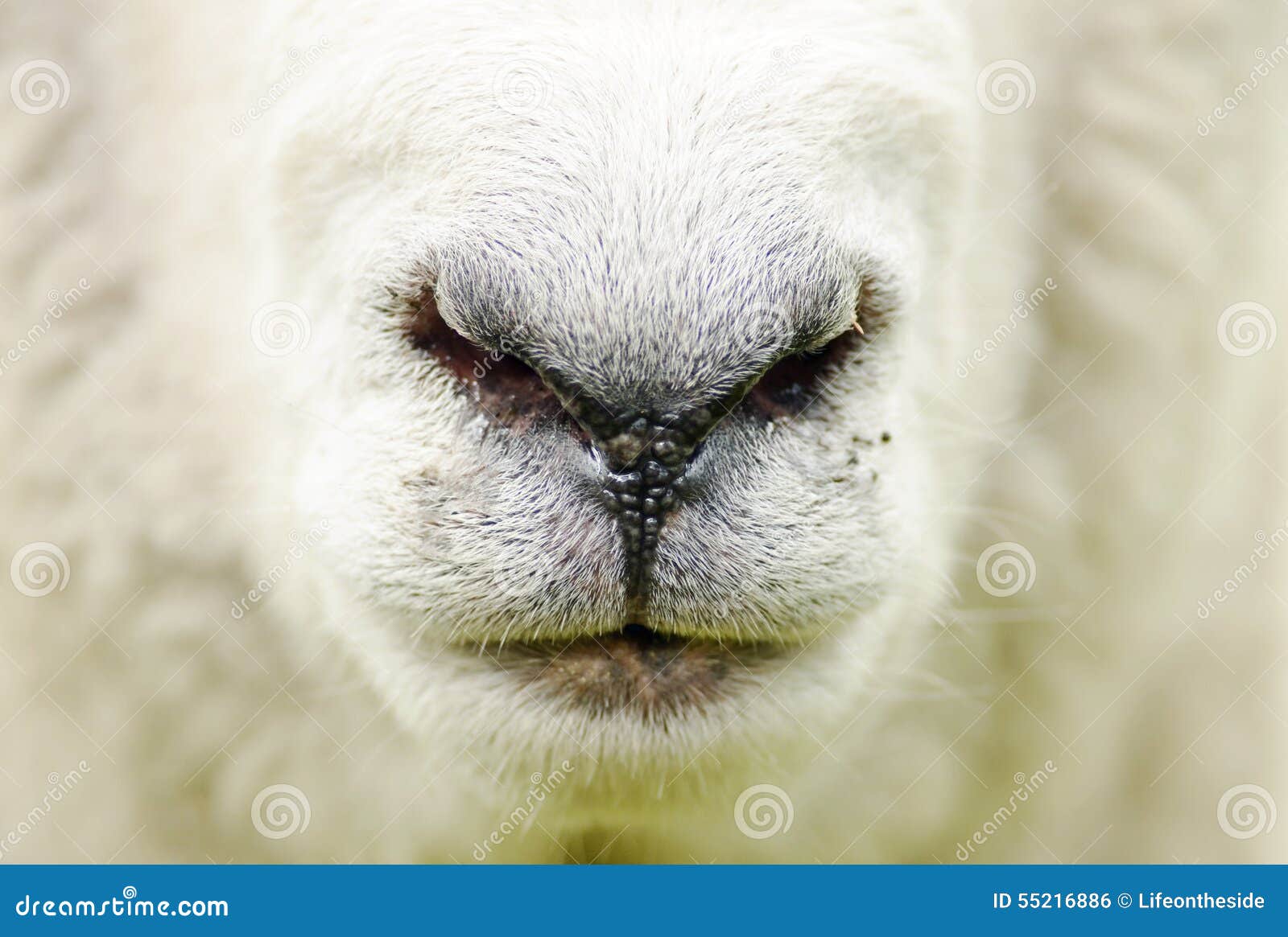 Abstract Farm Sheep Closeup Face Nose Mouth Background Stock Photo