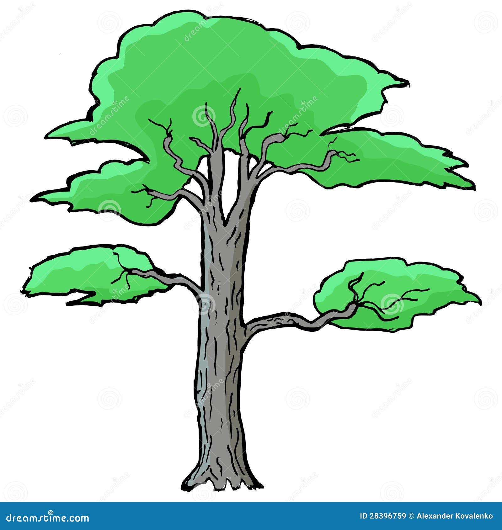 acacia tree clipart - photo #27