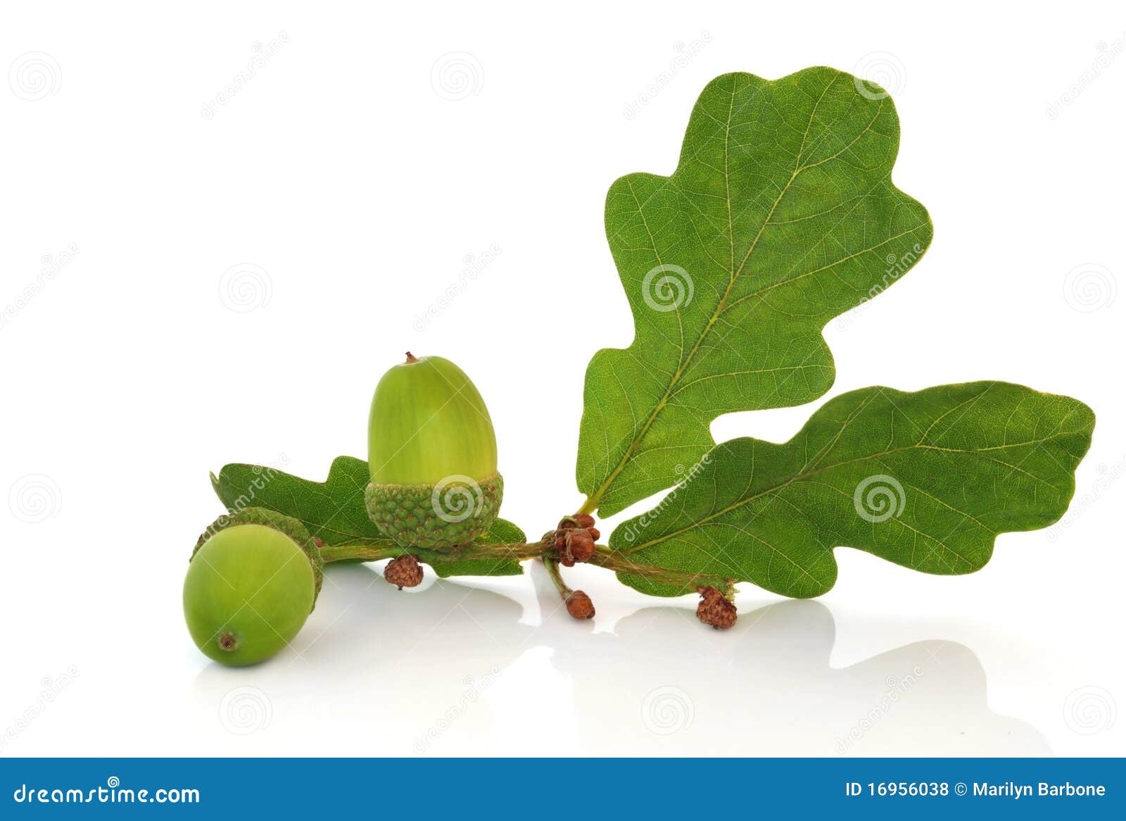 clipart acorns oak leaves - photo #45