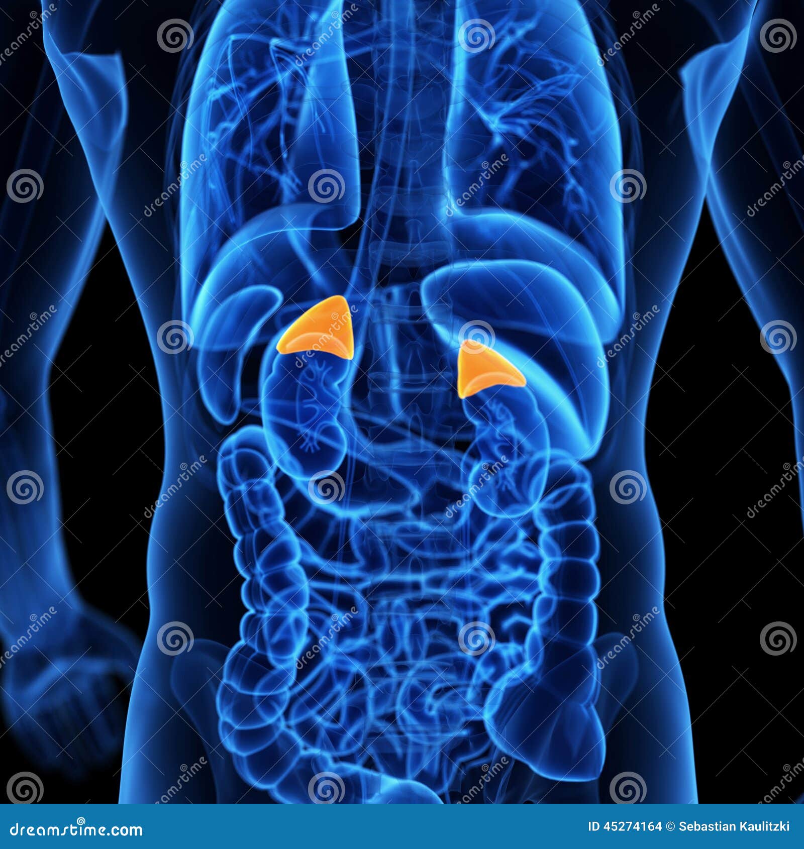 The Adrenal Glands Stock Illustration - Image: 45274164