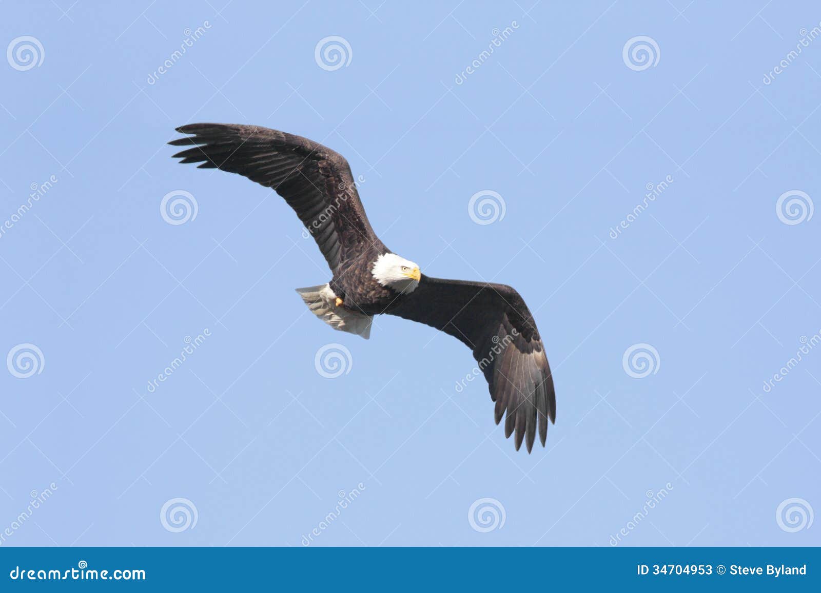 Bald Eagle Sex 12