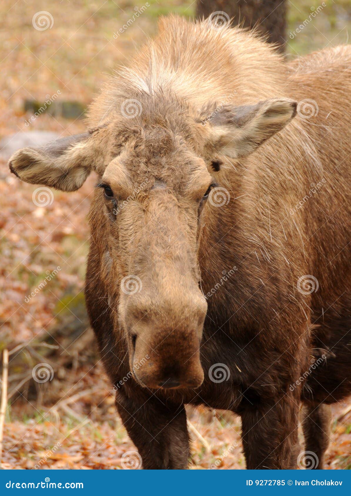 Adult Moose 53