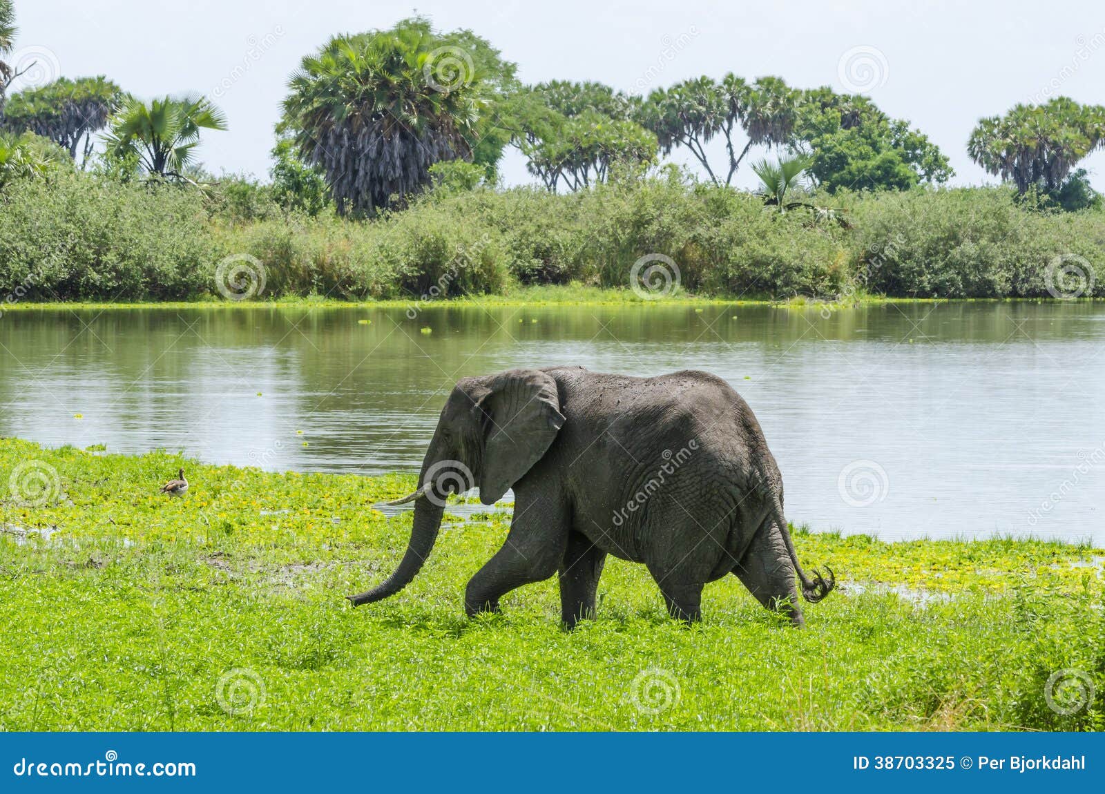 Selous Game Reserve Elephant Population