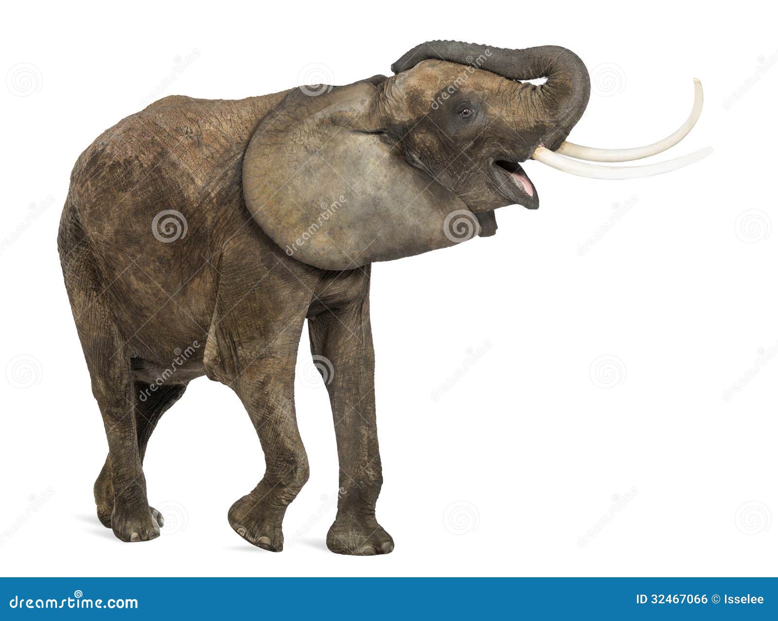 elephant trumpeting clipart - photo #12