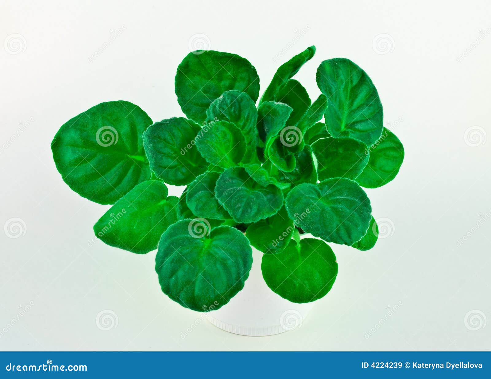 clipart african violets - photo #47
