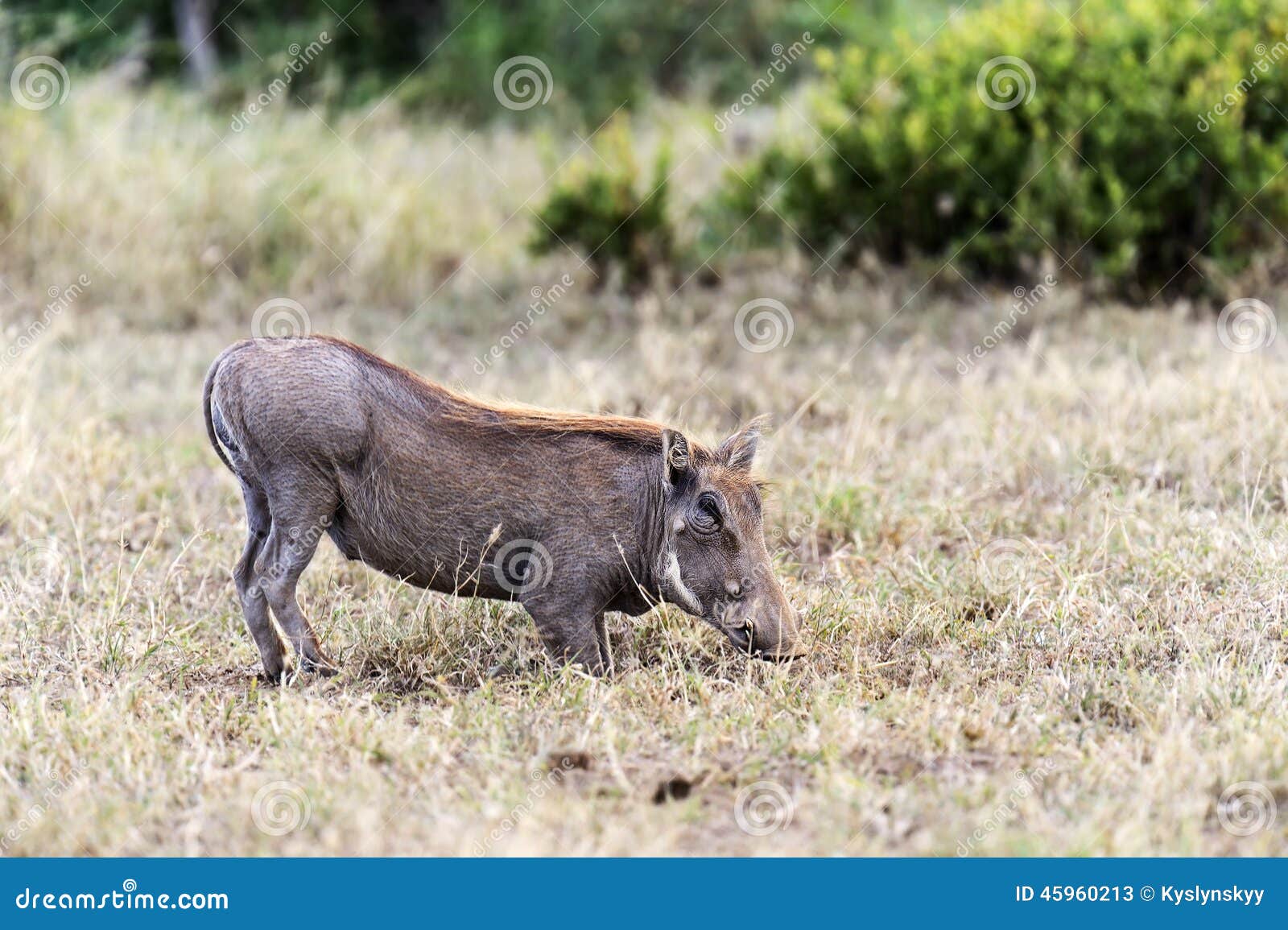 African Warthog Stock Photo - Image: 45960213