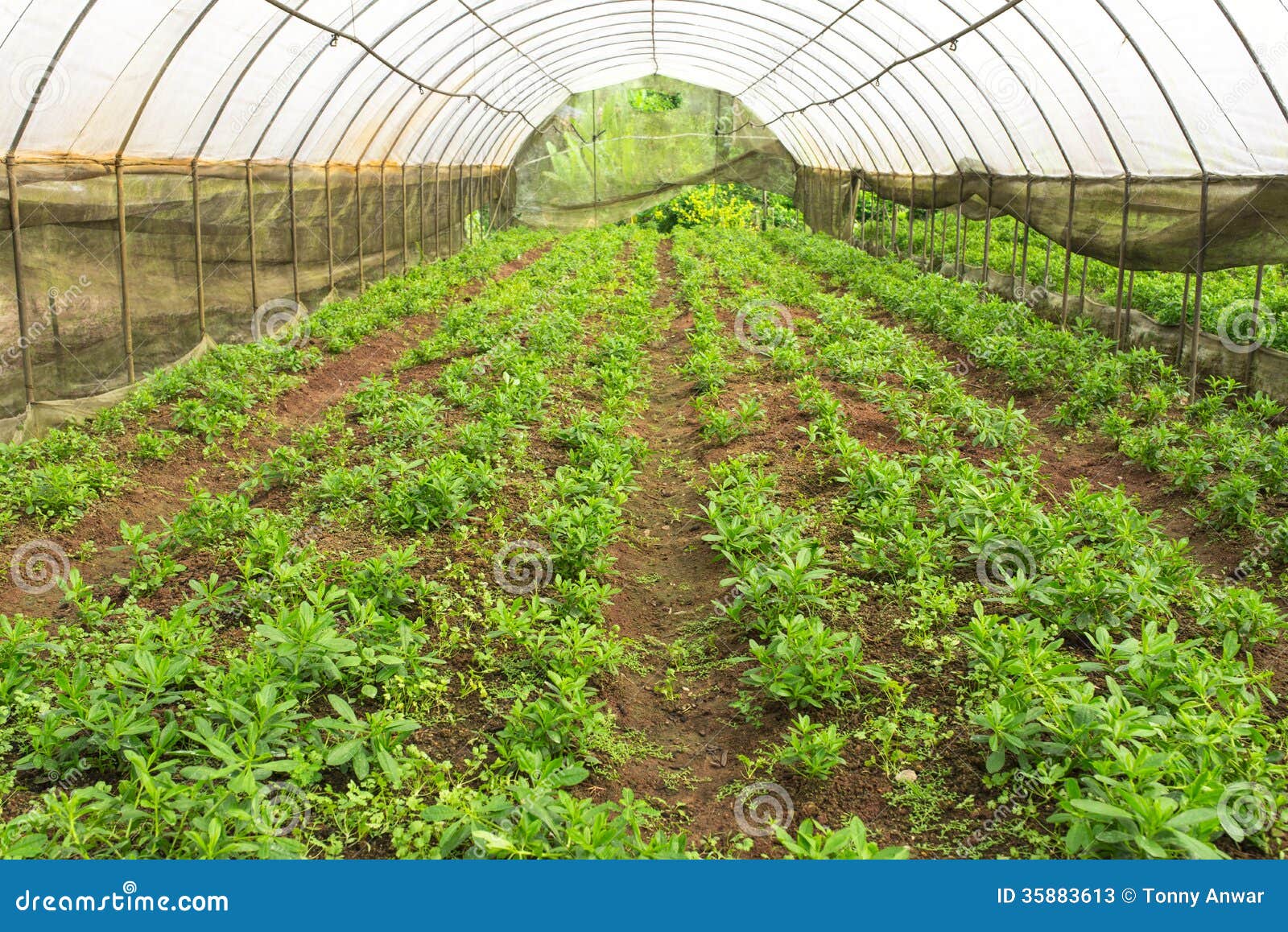 content industry agriculture seafood animals crops crop production greenhouse vegetables content industry agriculture seafood animals crops crop production greenhouse vegetables