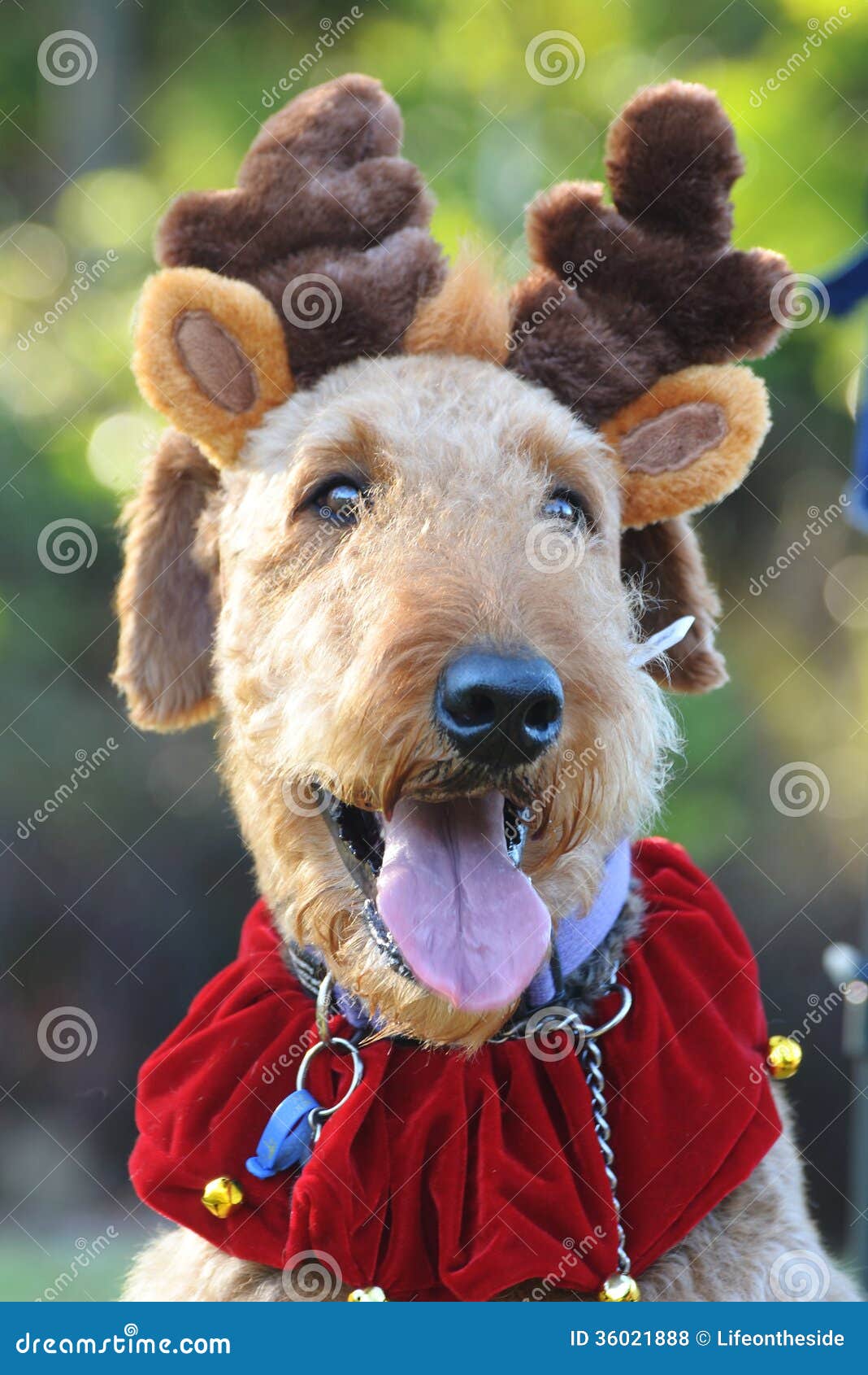 free clipart dog dressed up - photo #43