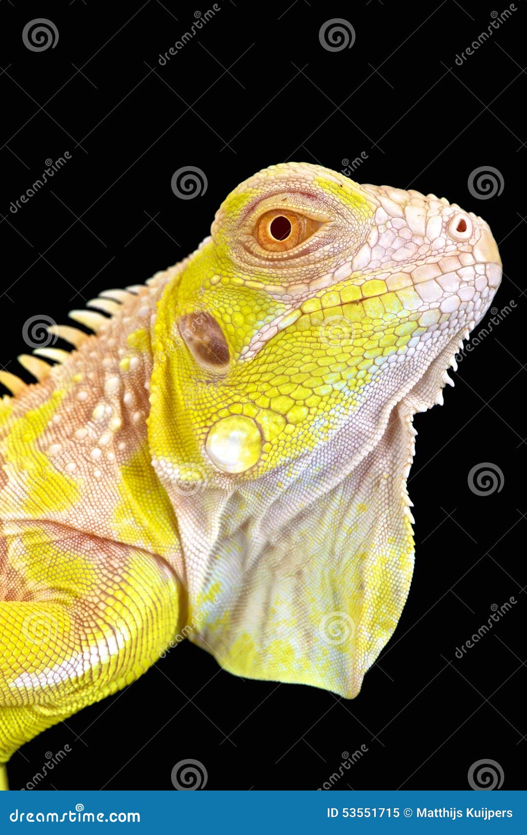 iguana albino