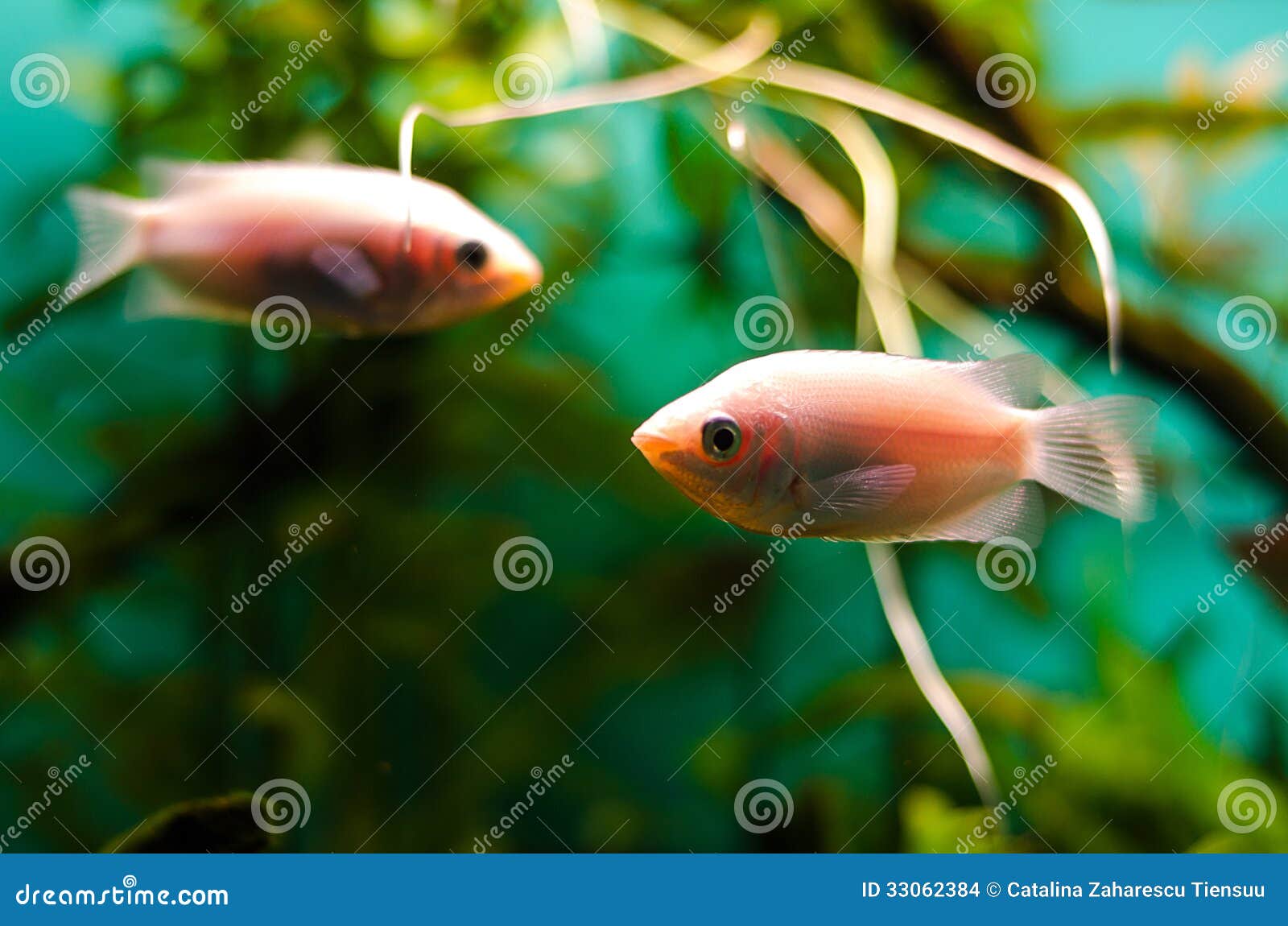 zebrafish clipart - photo #46