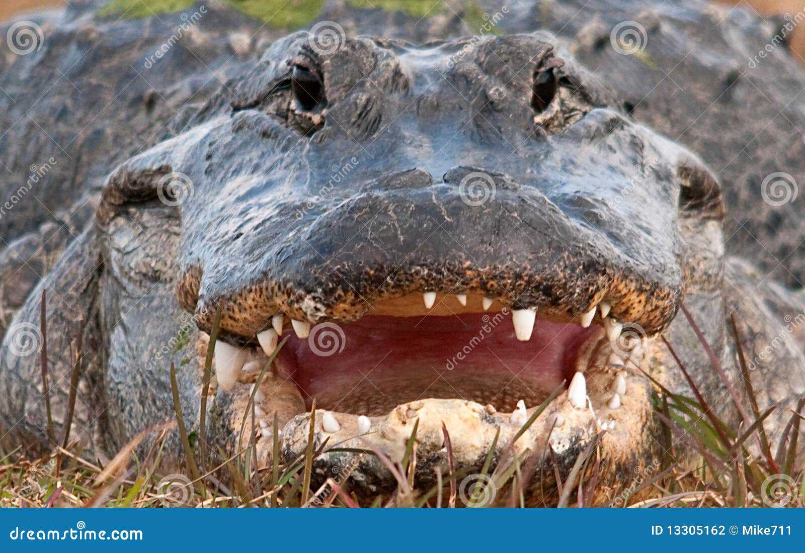 Alligators Mouth 36