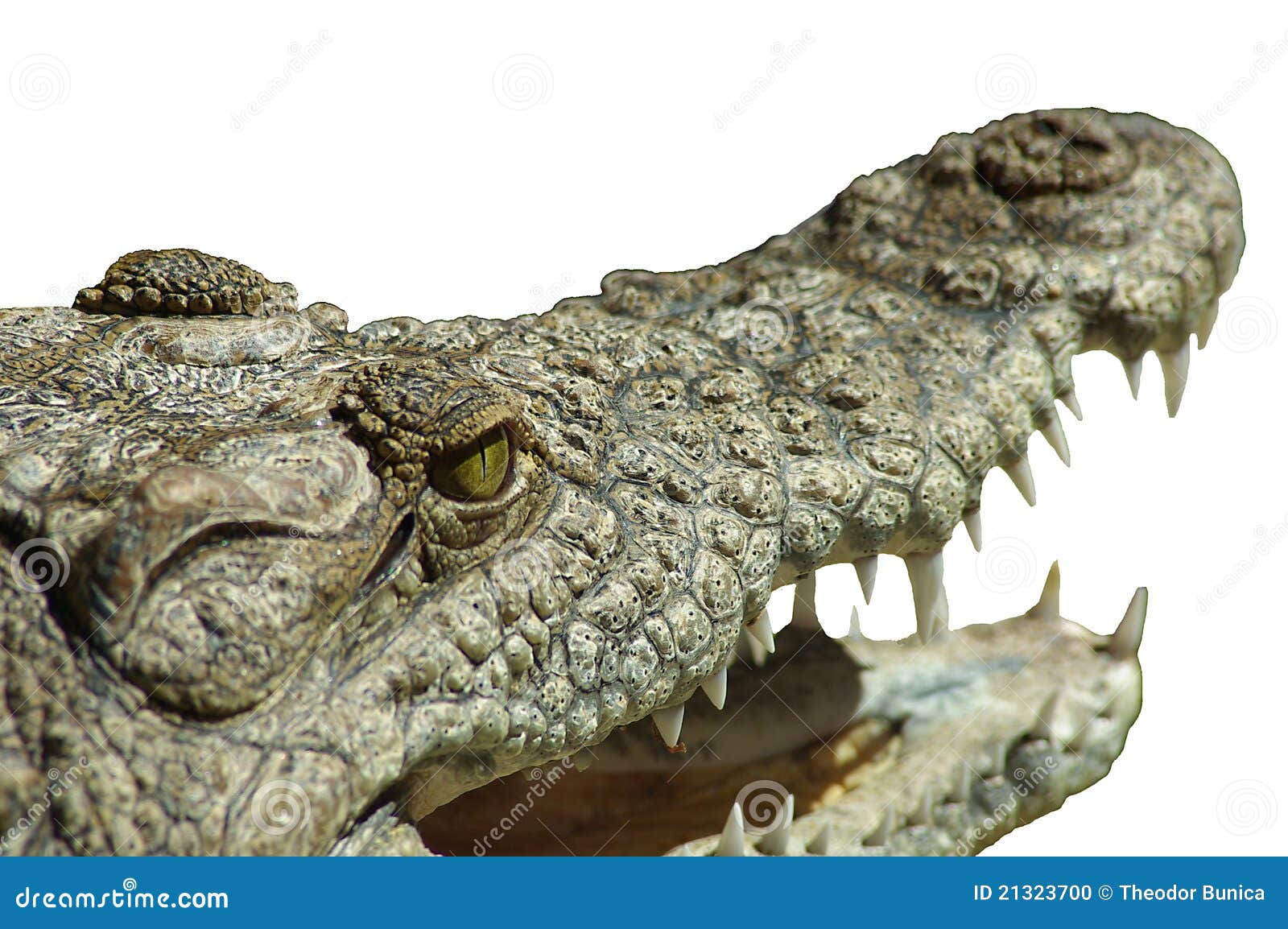 Alligators Mouth 11