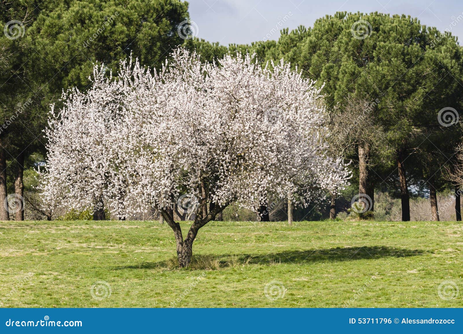 Full Tre blomst Full Tre blomst