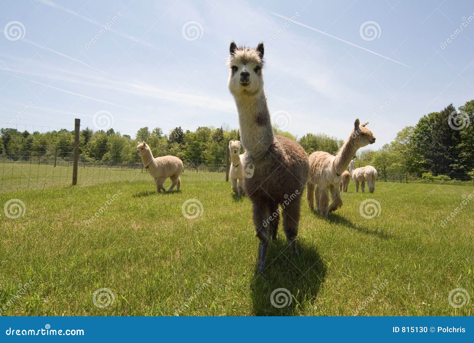 Business plan for alpaca farms