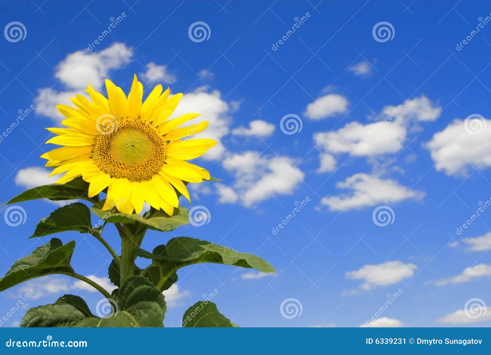 Amazing Sunflower And Blue Sky Stock Image - Image: 6339231