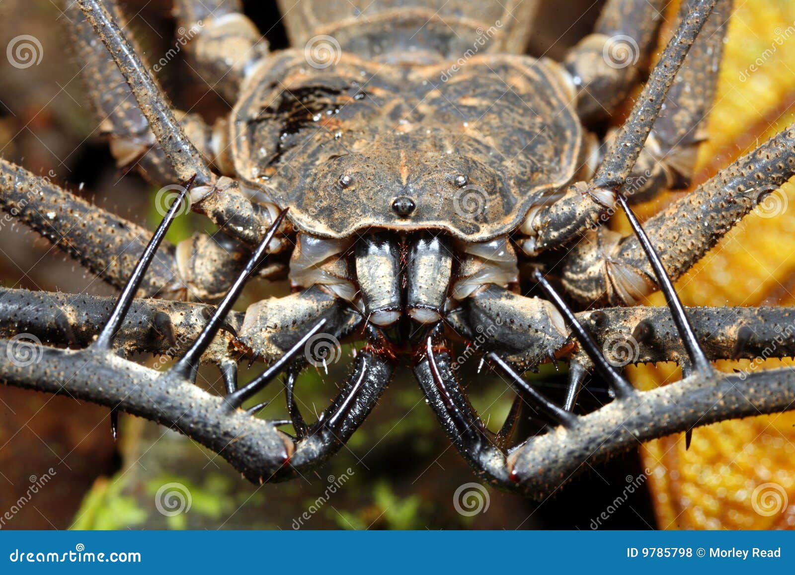 Amblypygid Royalty Free Stock Photos Image 9785798