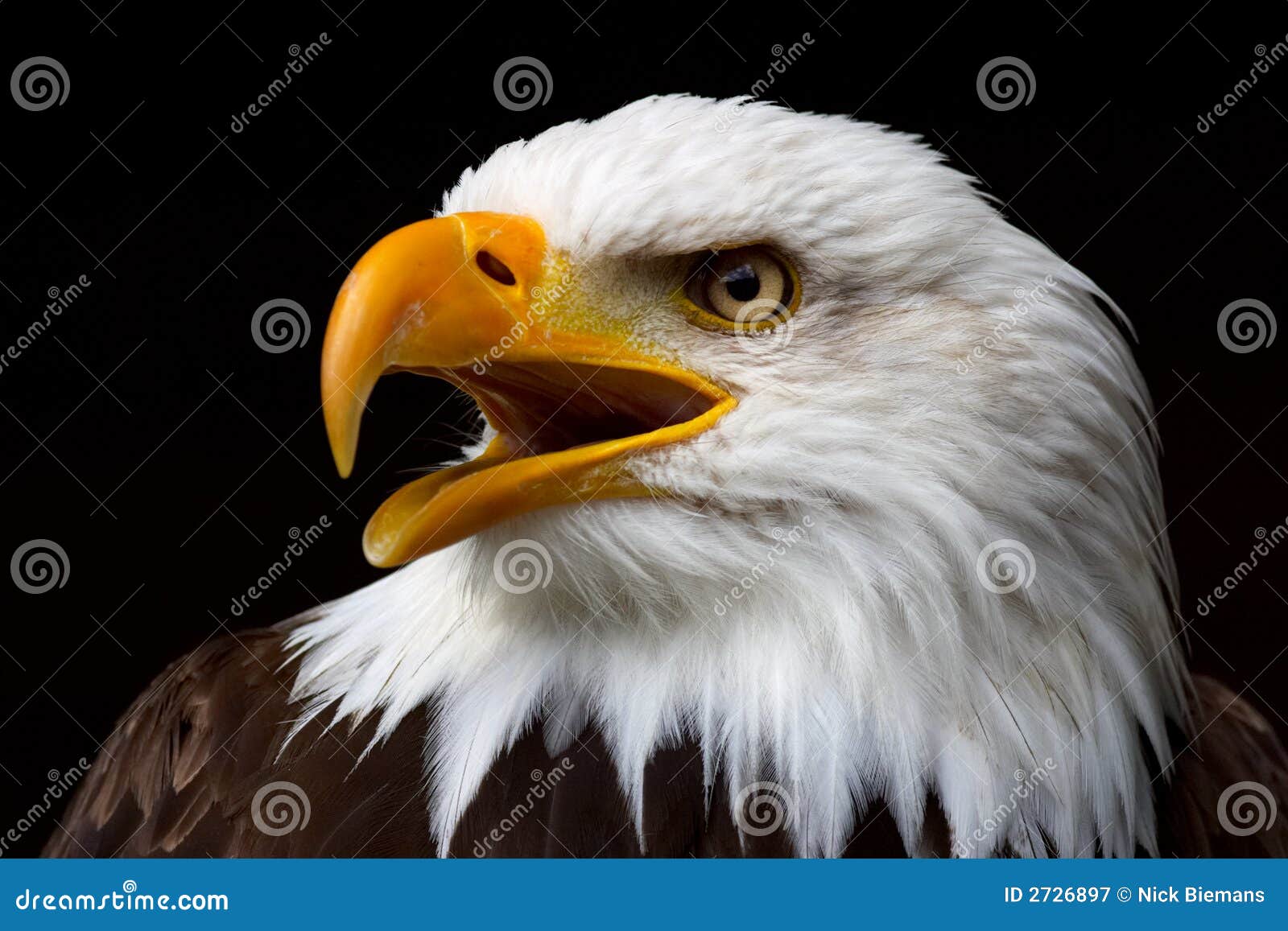 ... of an American Bald Eagle in profile, isolated on a black background ... of an American Bald Eagle in profile, isolated on a black background
