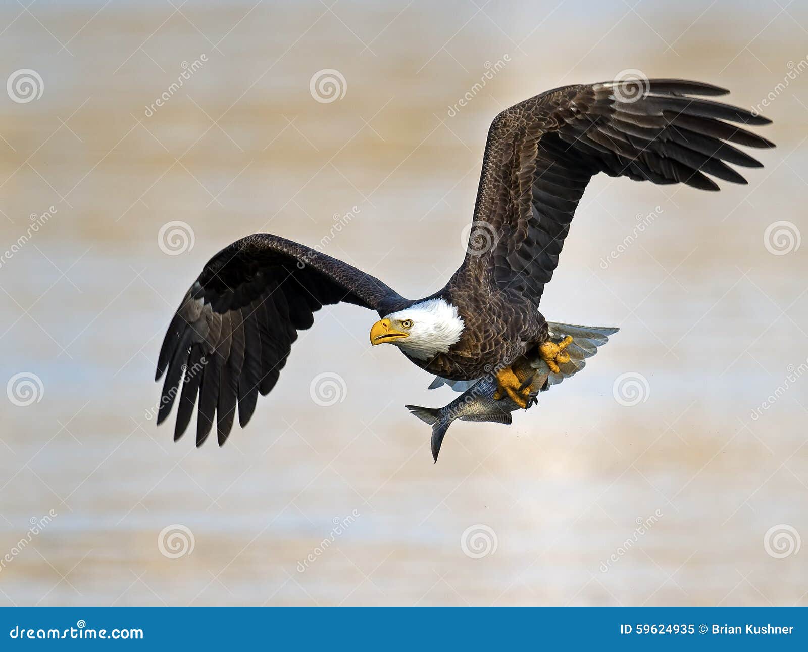 eagle talons clipart - photo #48