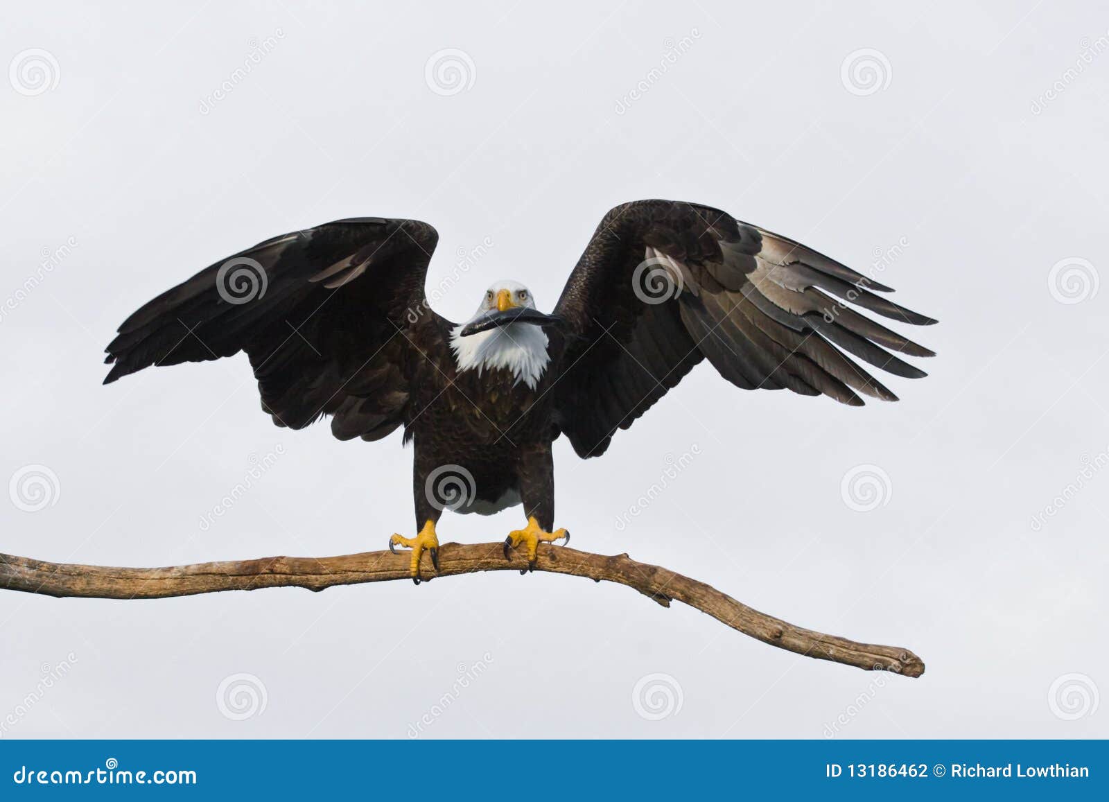 an American bald eagle on a perch with its wings spread. It is holding ...