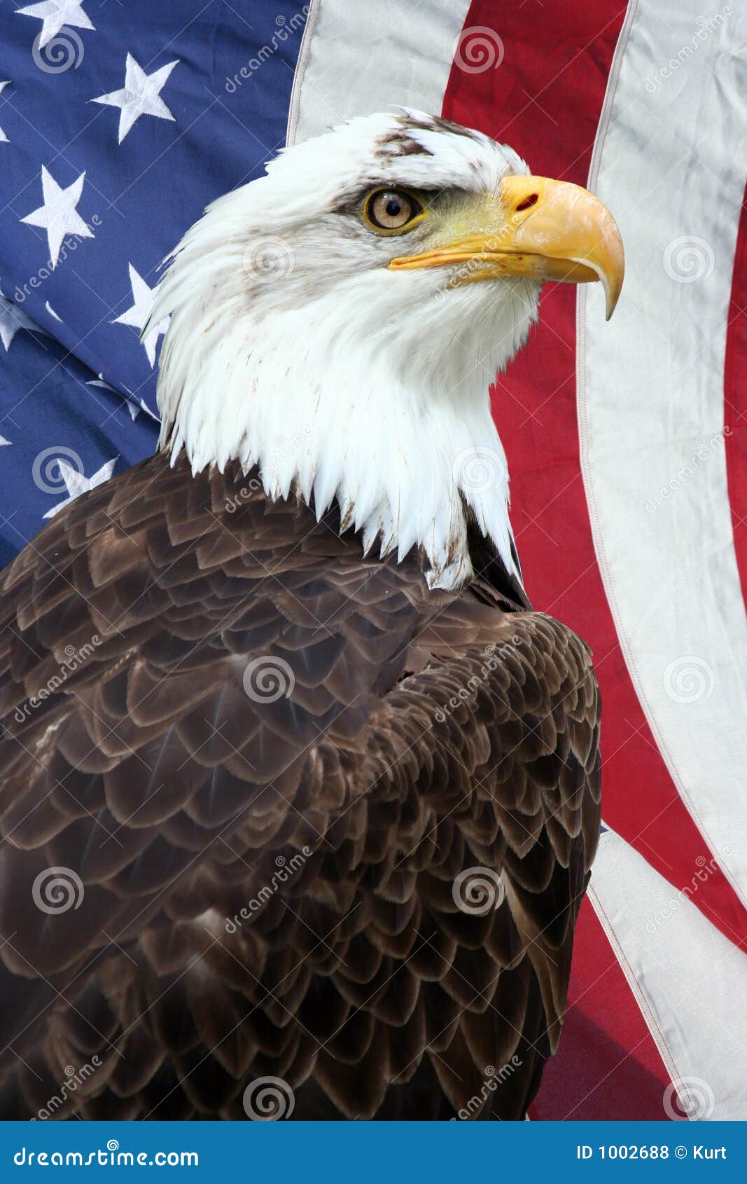American eagle - Wiktionary